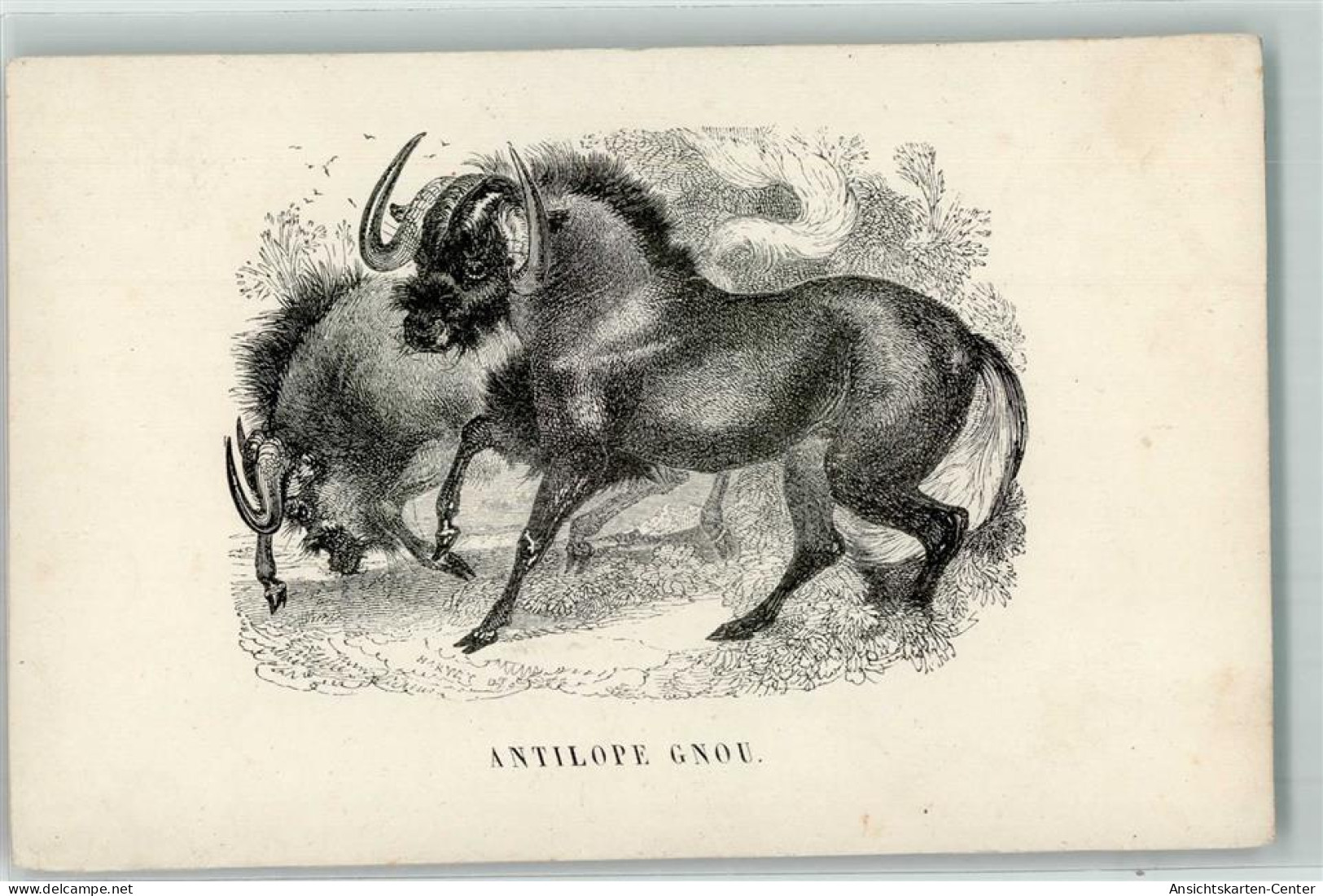 39150308 - Antilope Gnu  Kuenstlerkarte Sign Harvey - Sonstige & Ohne Zuordnung