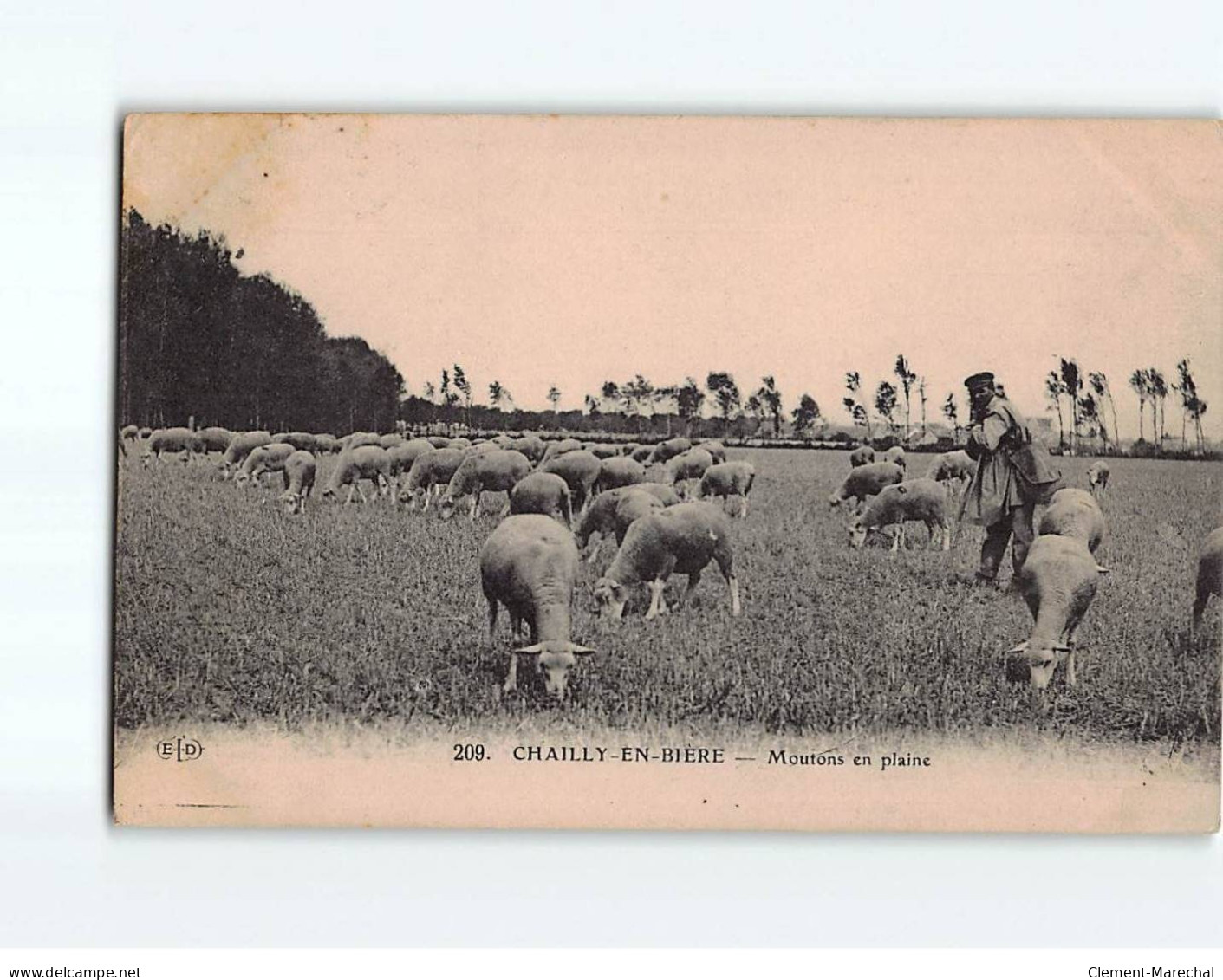 CHAILLY EN BIERE : Moutons En Plaine - état - Autres & Non Classés