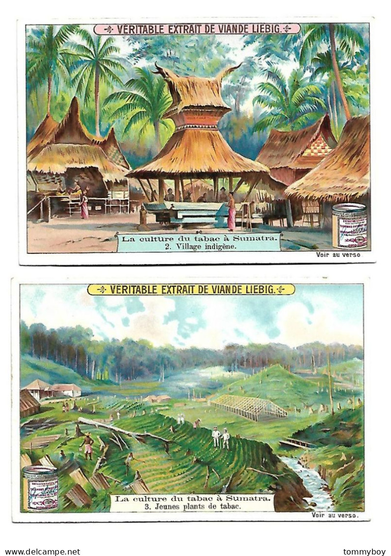 S 715, Liebig 6 Cards, La Culture Du Tabac à Sumatra  (ref B18) - Liebig