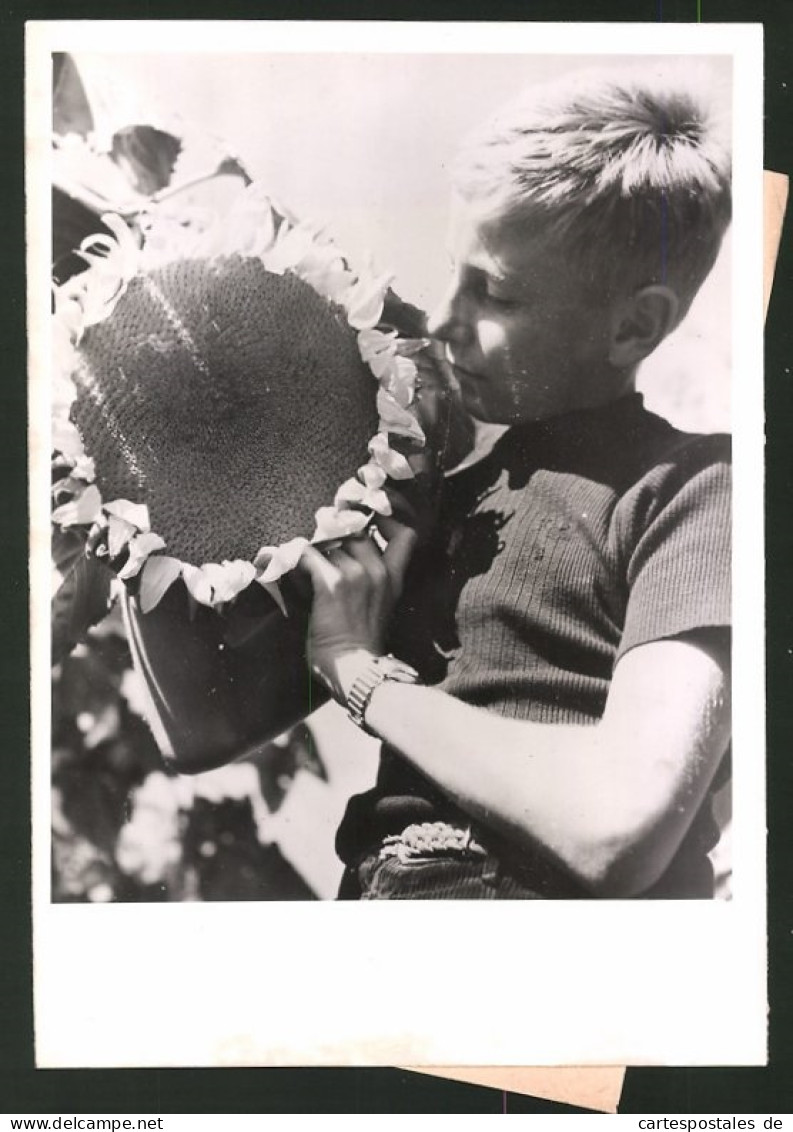 Fotografie Bub Mit Riesendolde Einer Sonnenblume  - Sonstige & Ohne Zuordnung