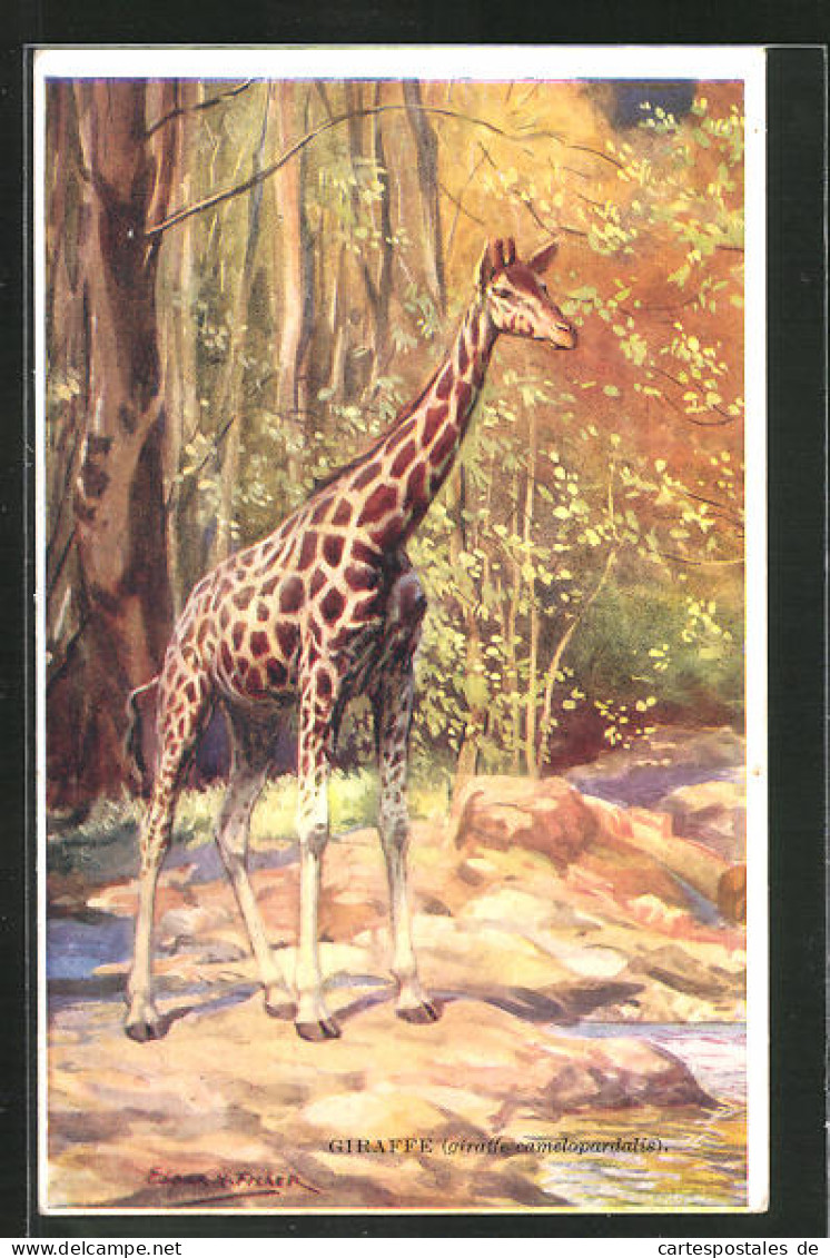 AK Giraffe In Der Savanne, Giraffe Camelopardalis  - Giraffen