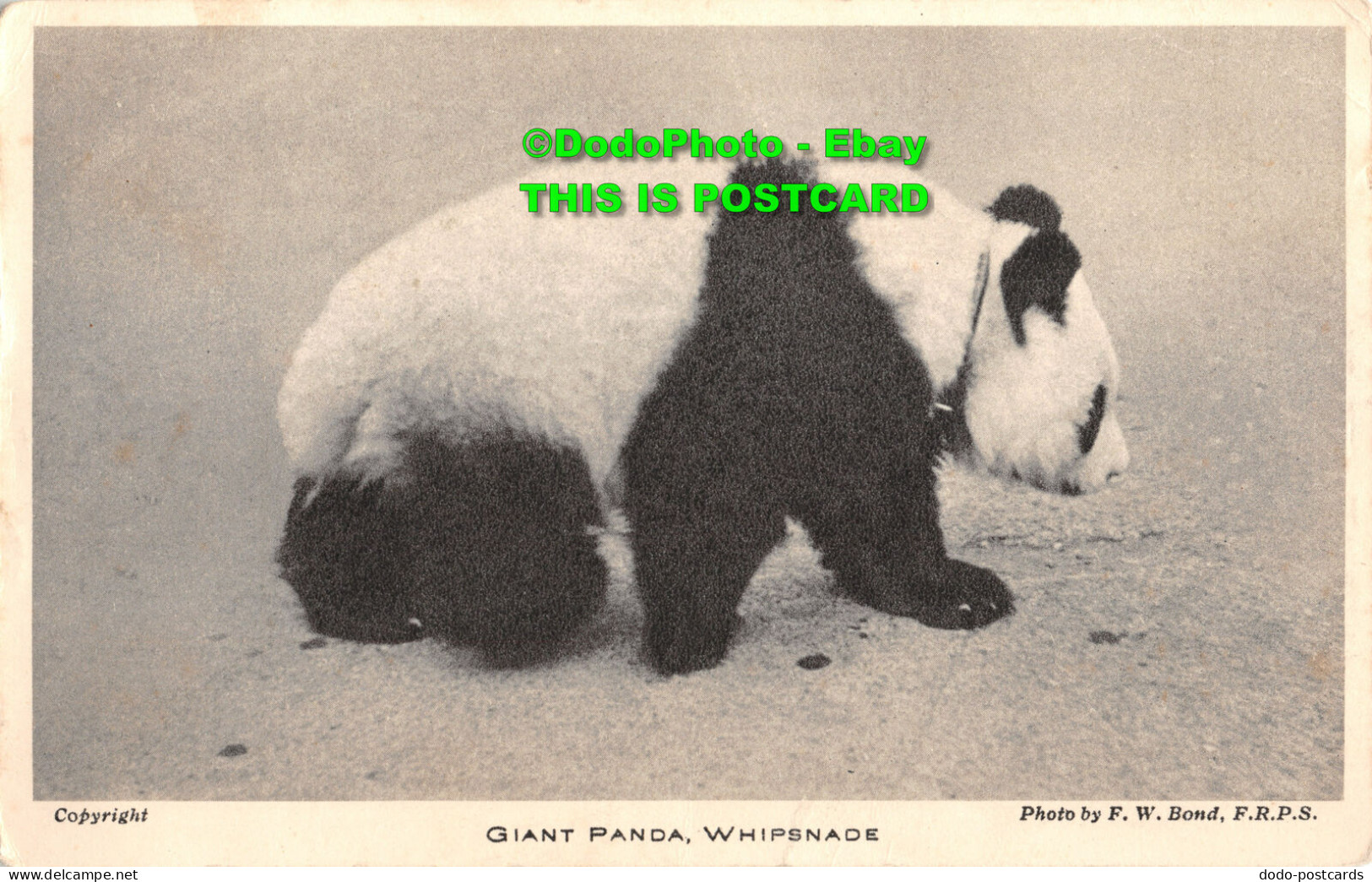 R346052 Whipsnade. Giant Panda. F. W. Bond. F. R. P. S. From Whipsnade Park. The - World