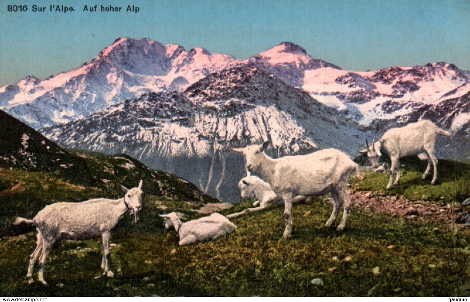 CPA - Sur L'ALPE - Troupeau De CHÈVRES (Pâturage) ... Edition Phototypie Co. - Autres & Non Classés