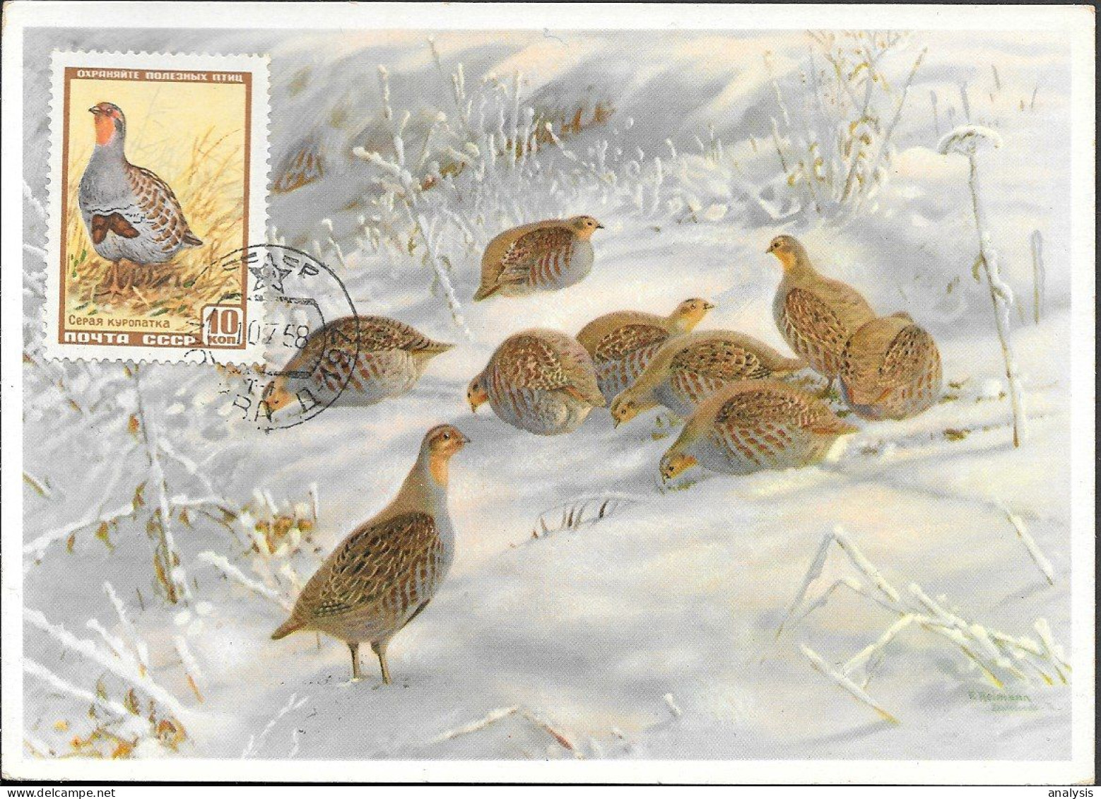 Russia Birds Maxi Card 1958. Grey Partridge - Cartoline Maximum