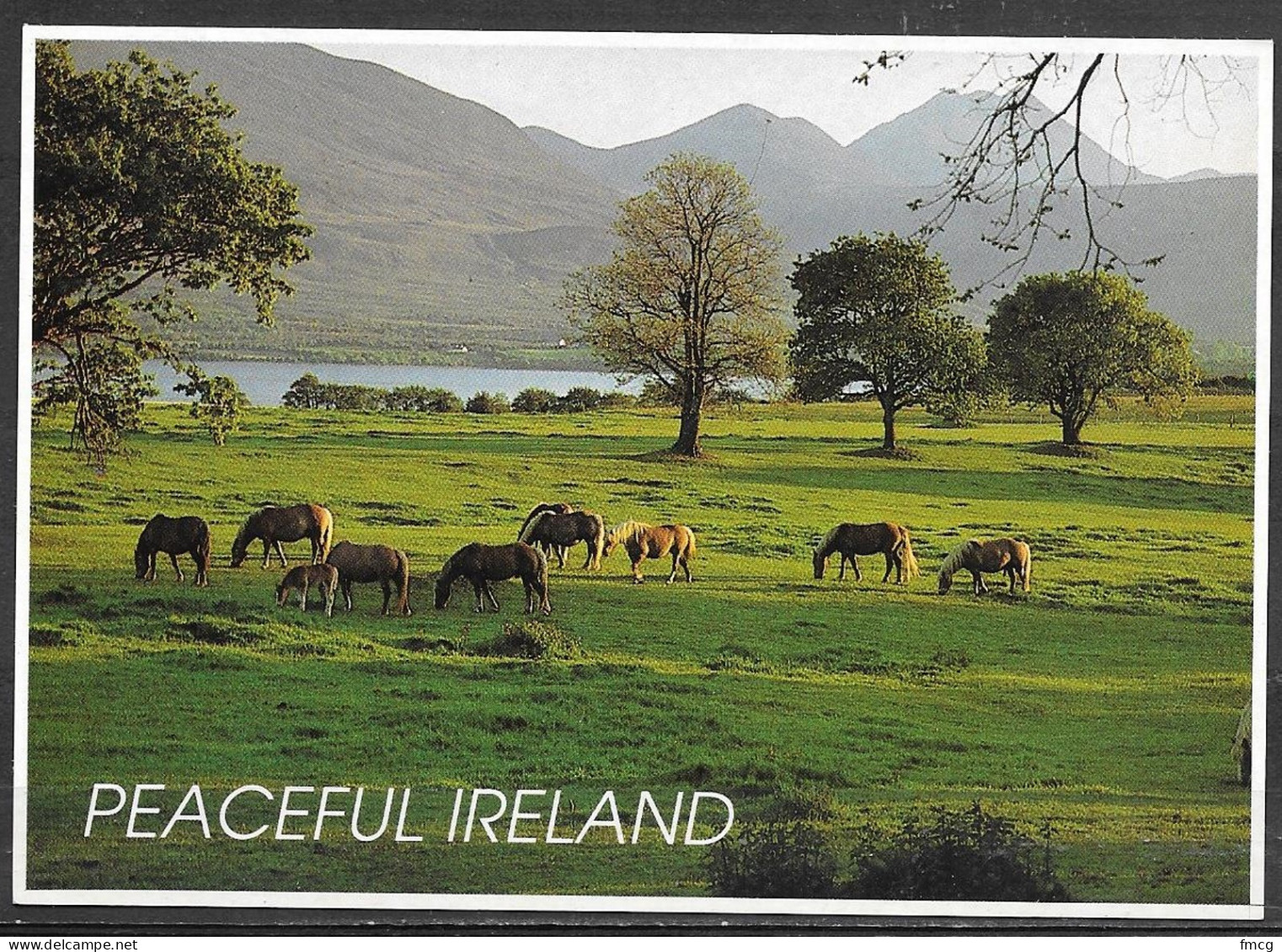 Peaceful Ireland, Horses In Pasture, Unused - Altri & Non Classificati
