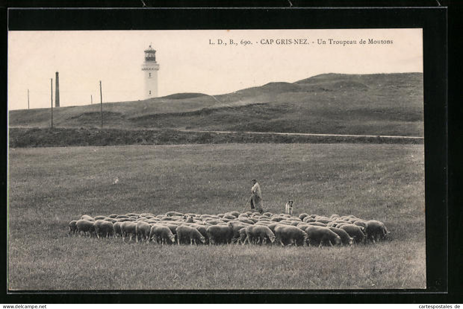 CPA Cap Gris-Nez, Un Troupeau Moutons  - Altri & Non Classificati