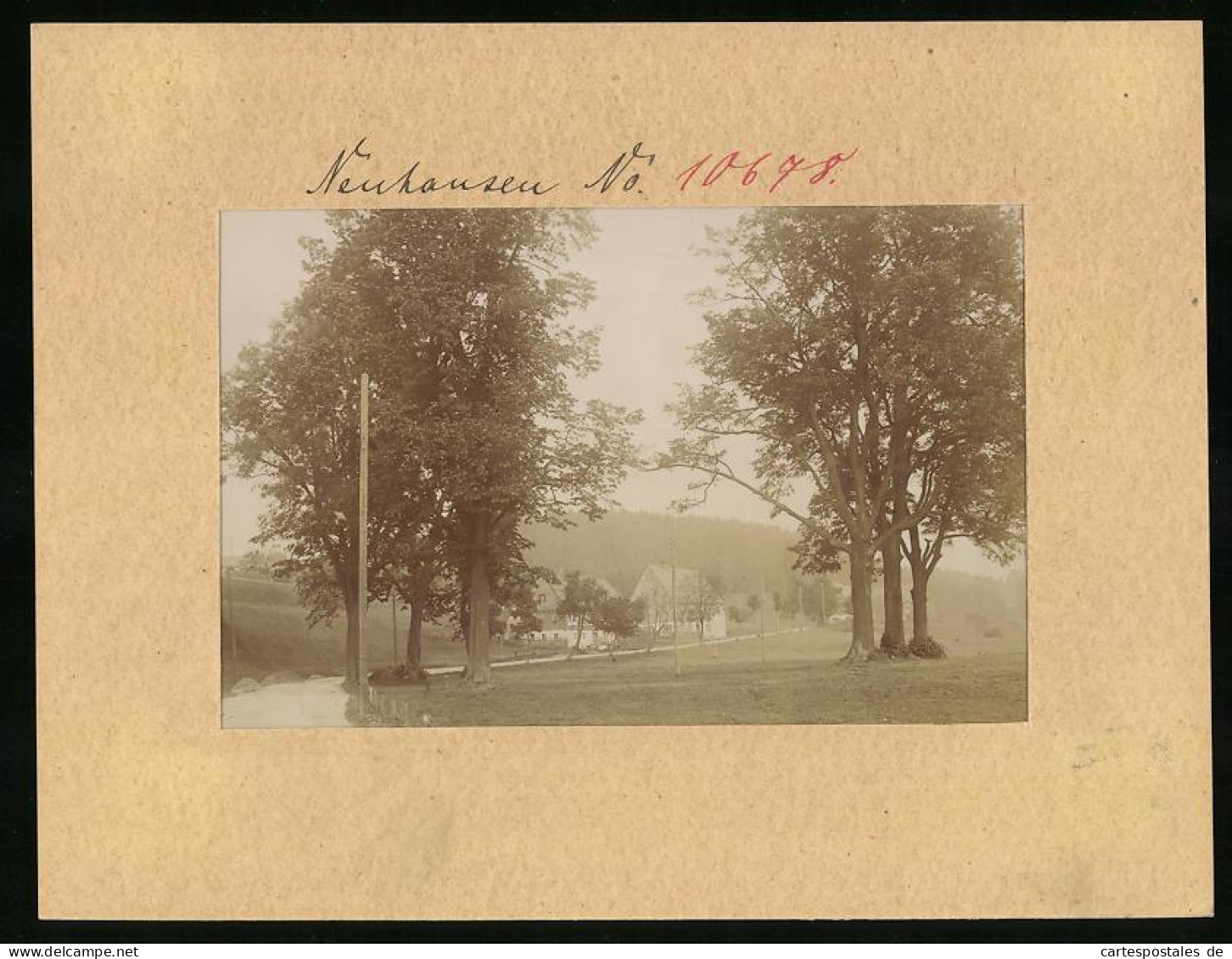 Fotografie Brück & Sohn Meissen, Ansicht Neuhausen I. Sa., Blick Auf Den Ort Mit Kurfürstenlinde  - Orte