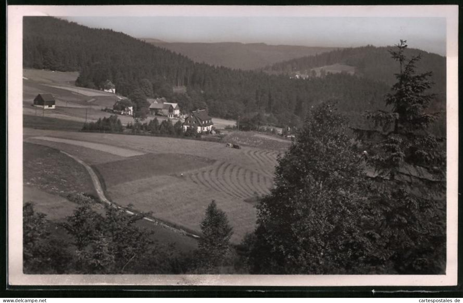 Fotografie Brück & Sohn Meissen, Ansicht Schellerhau I. Erzg., Teilansicht Des Ortes Vom Wald Aus Gesehen  - Lugares