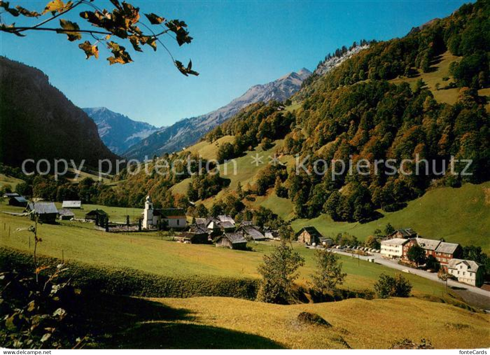 13627807 Weisstannen Panorama Blick Zum Foostock Glarner Alpen Weisstannen - Sonstige & Ohne Zuordnung