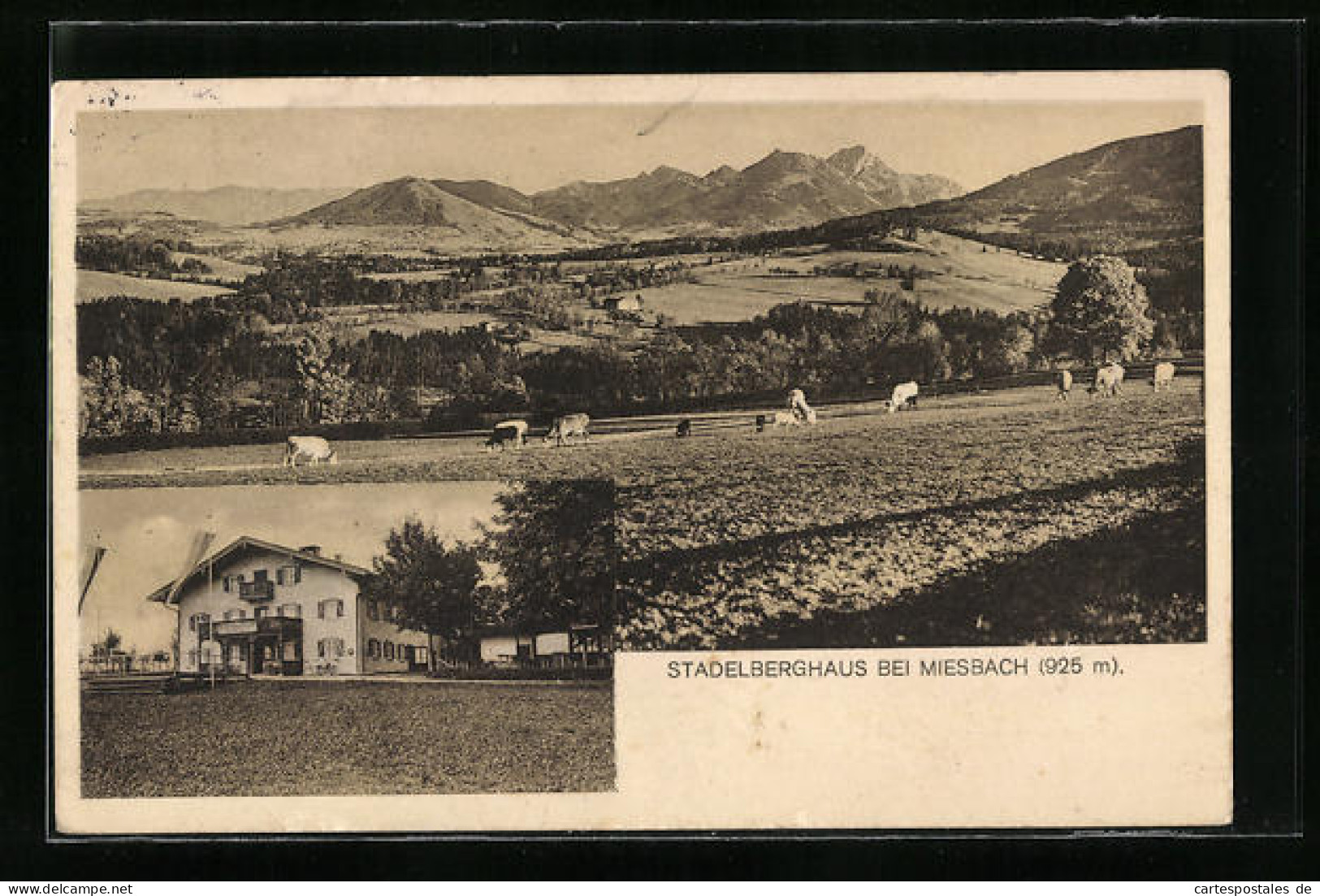 AK Miesbach, Kühe Auf Der Wiese Beim Gasthof Stadelberghaus  - Miesbach