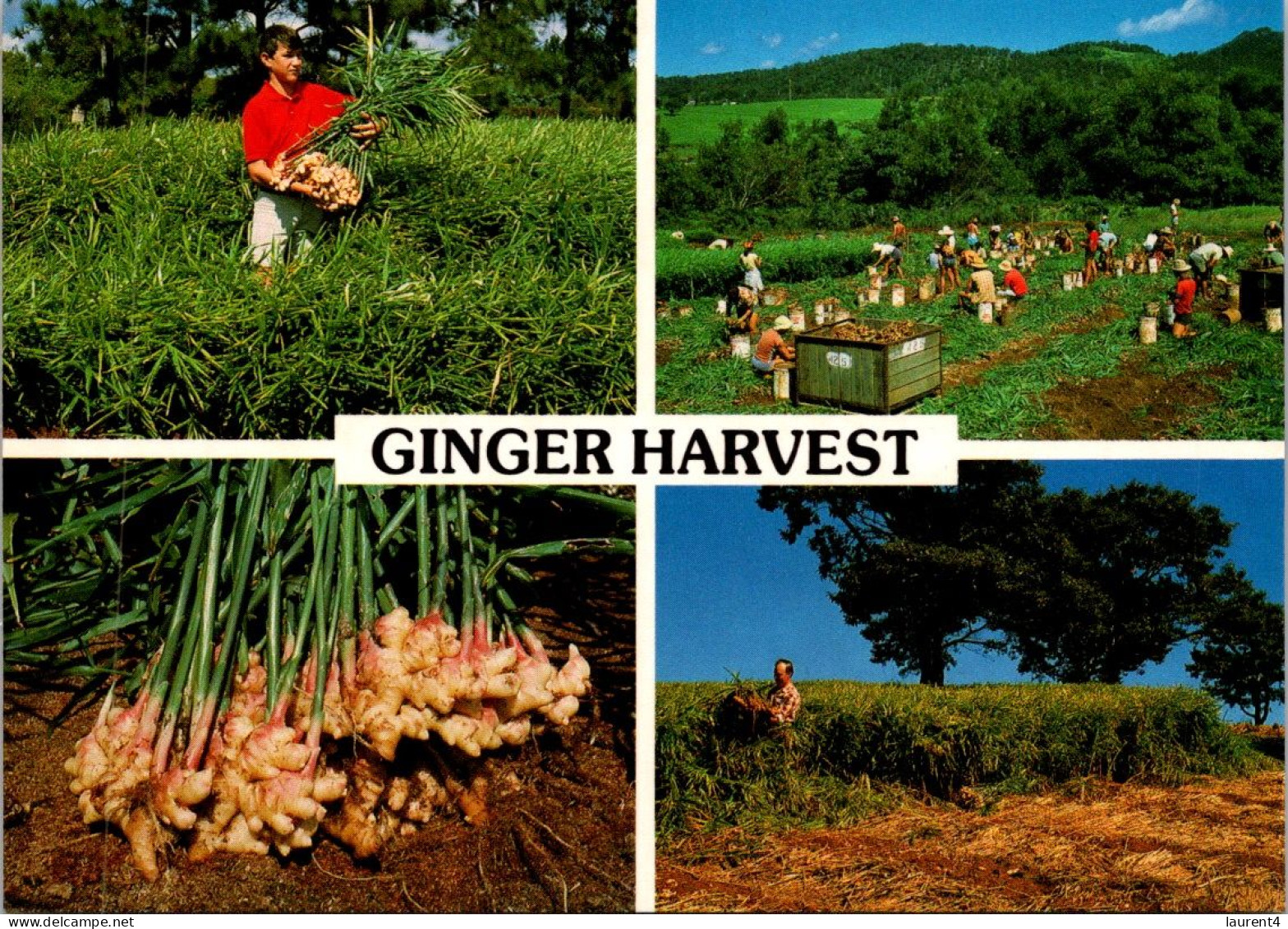 14-5-2024 (5 Z 1) Australia  (not Posted) QLD - Ginger Harvest - Landwirtschaftl. Anbau