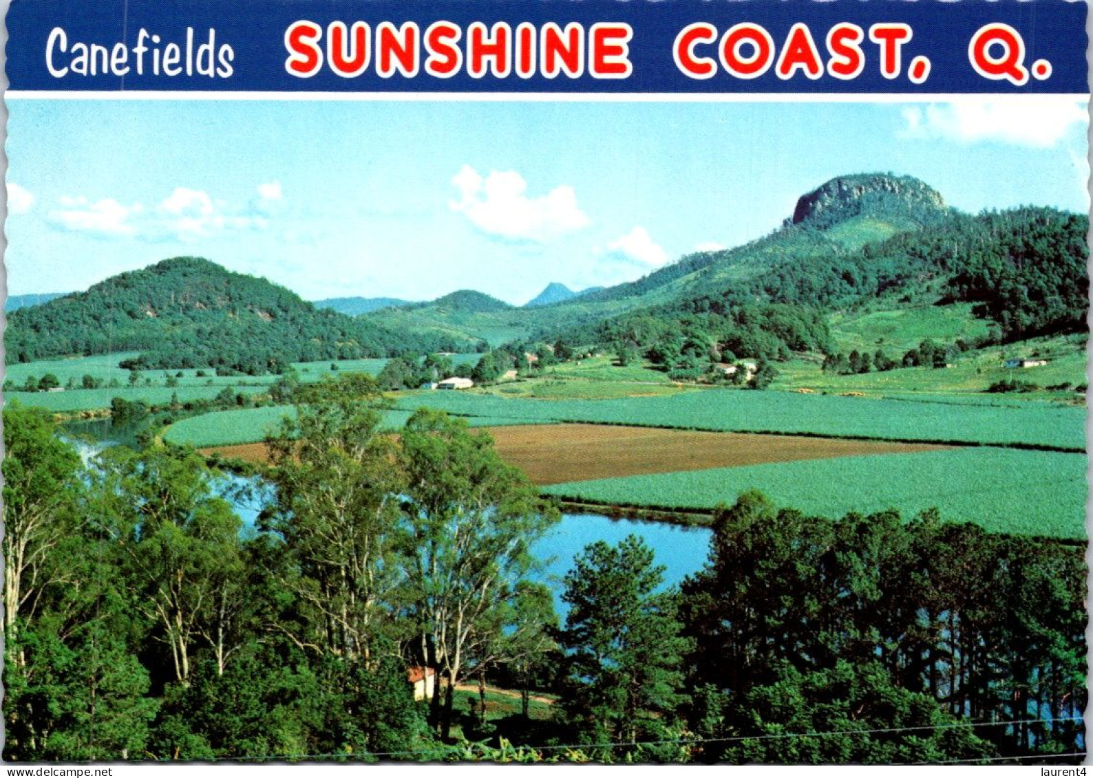 14-5-2024 (5 Z 1) Australia  (not Posted) QLD - Sugar Cane Fields In Sunshine Coast - Landwirtschaftl. Anbau