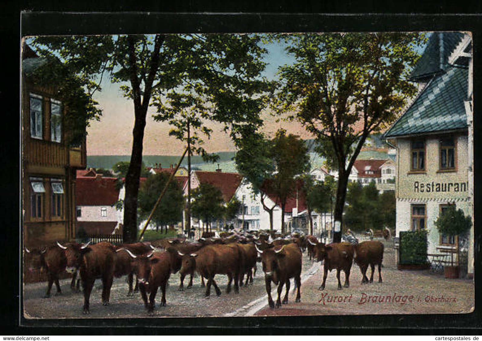 AK Braunlage /Harz, Viehtrieb Im Ortskern  - Autres & Non Classés