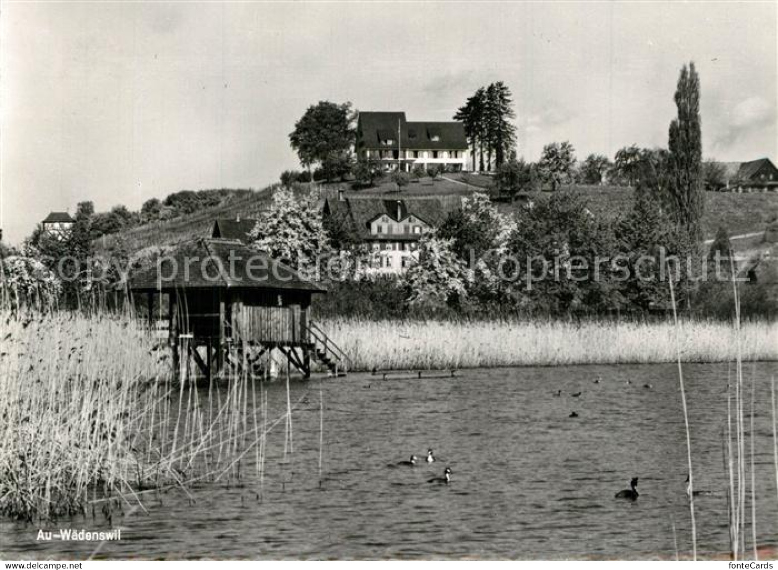 13525907 Waedenswil Landgasthof Am Zuerichsee Halbinsel Au Waedenswil - Andere & Zonder Classificatie