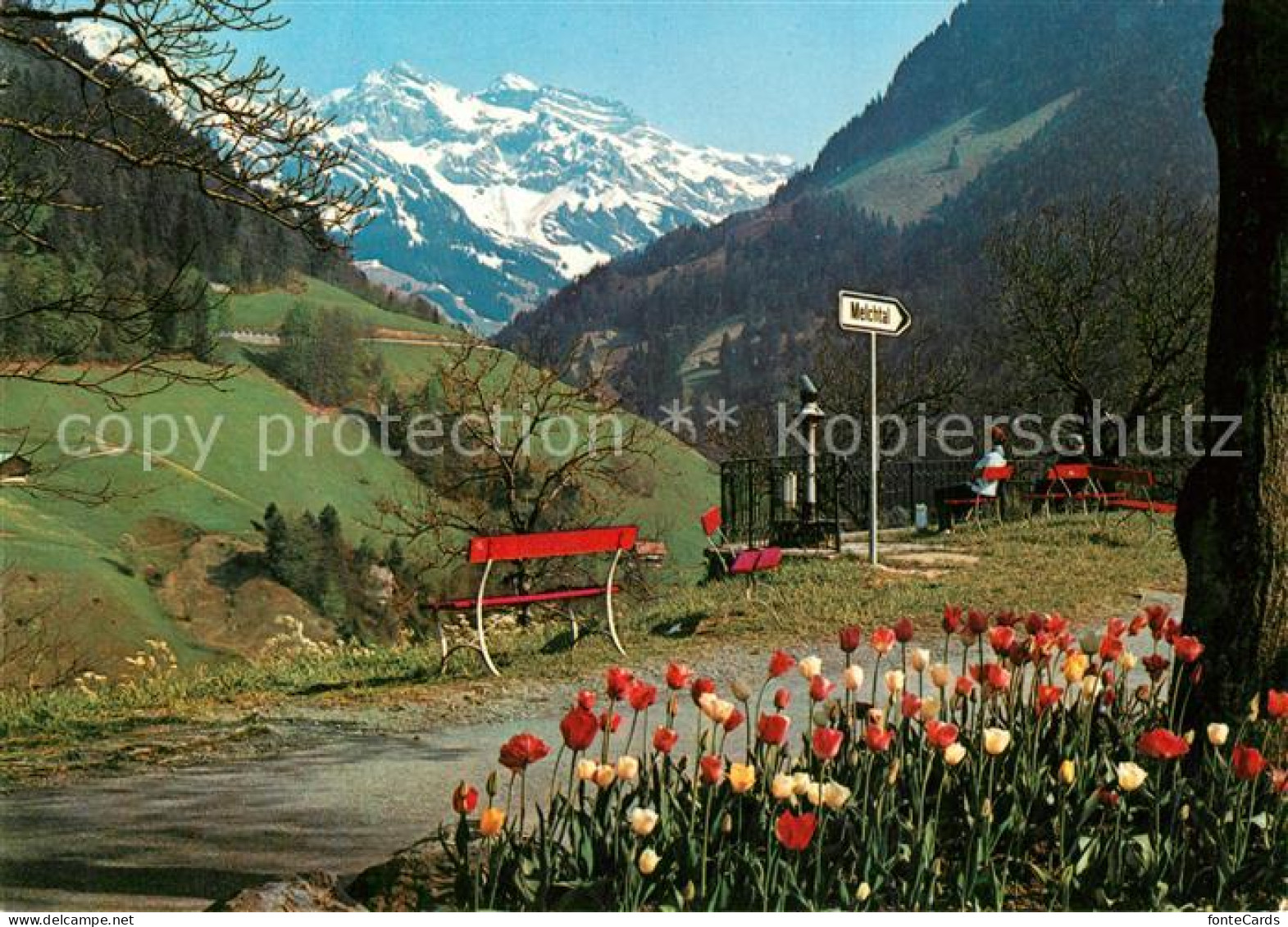 13479019 Flueeli-Ranft Panorama Blick Auf Melchtaler Berge Tulpen Flueeli-Ranft - Autres & Non Classés