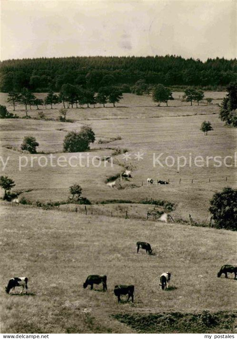 72811495 Gruenenthal Albersdorf Gieselau Landschaftspanorama Viehweide Kuehe Gru - Sonstige & Ohne Zuordnung