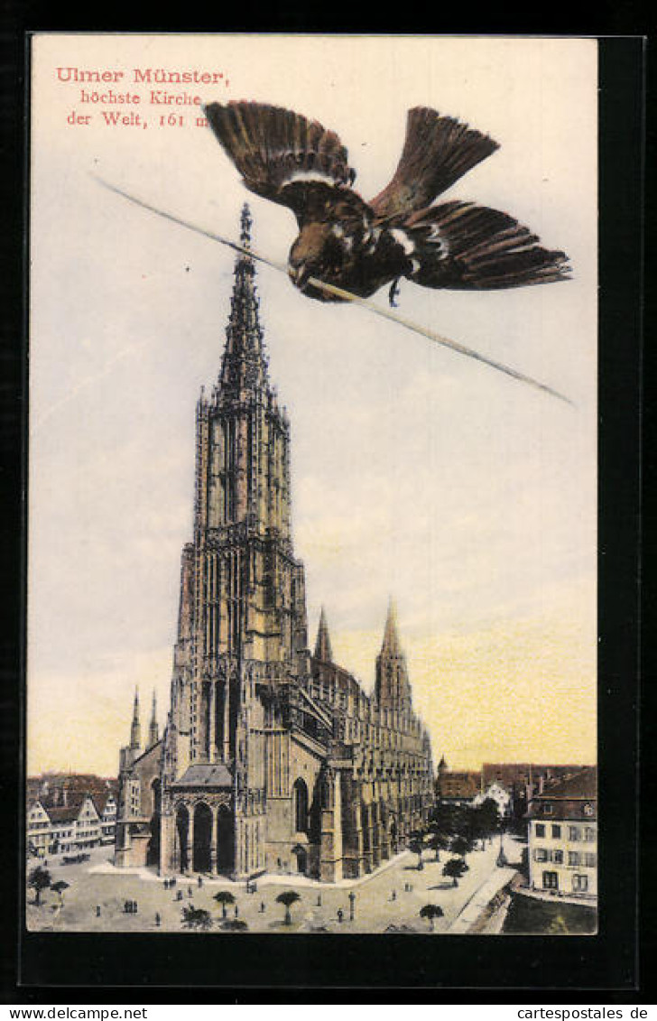 AK Ulm A. D., Ulmer Münster Und Ein Vogel  - Ulm