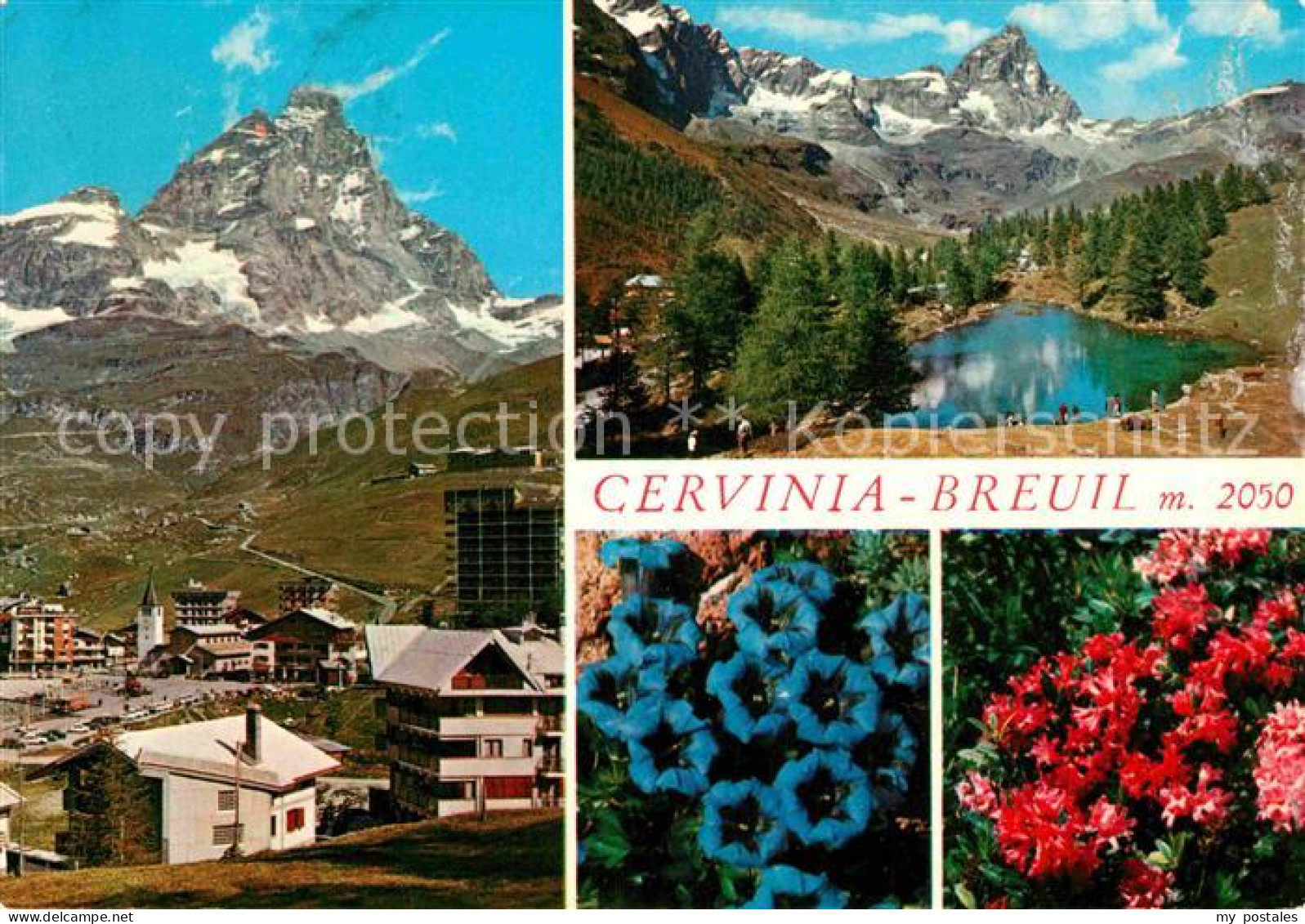 72807682 Breuil Cervinia Panorama Lago Bleu Alpen Blauer Enzian Alpenflora Breui - Other & Unclassified