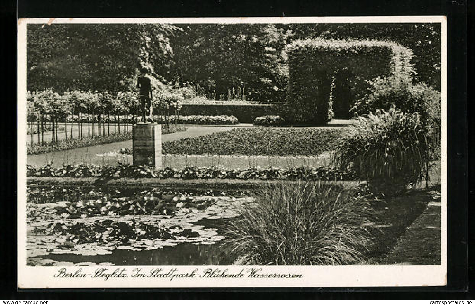 AK Berlin-Steglitz, Blühende Wasserrosen Im Stadtpark  - Steglitz