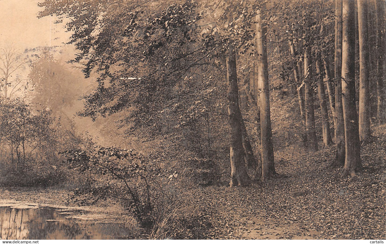 ET-BELGIQUE FORET DE SOIGNES-N°4176-A/0209 - Andere & Zonder Classificatie