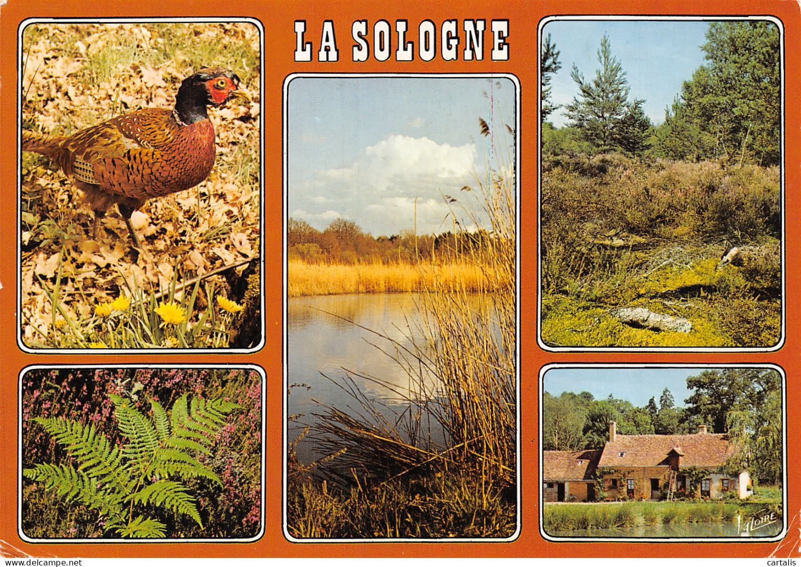 41-LA SOLOGNE-N°4177-A/0399 - Other & Unclassified