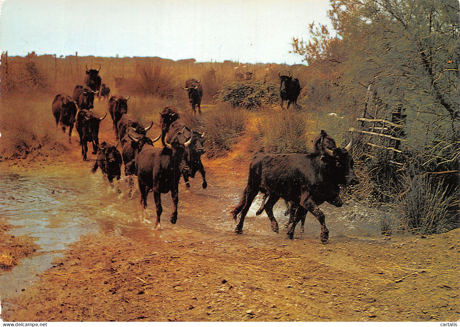 13-LA CAMARGUE-N°4177-C/0141 - Autres & Non Classés