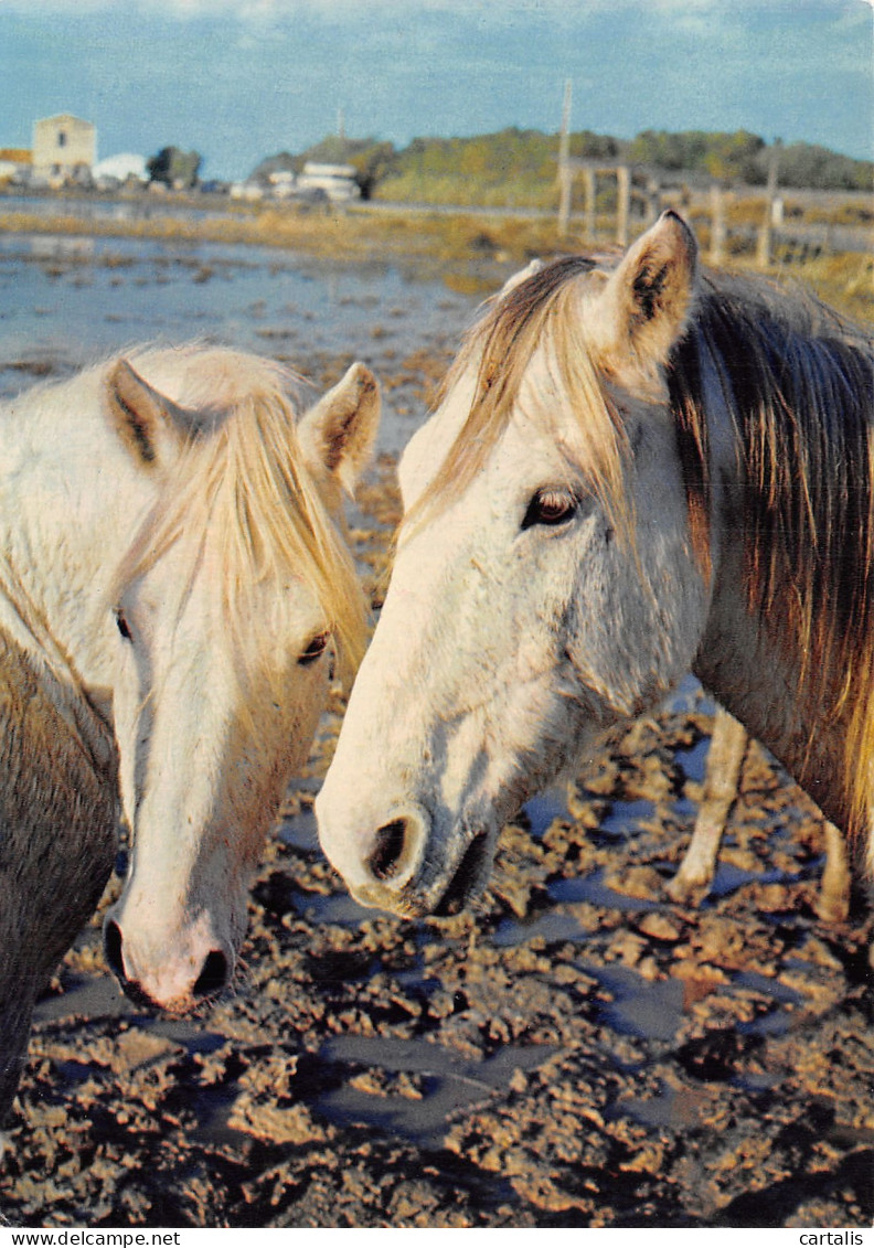 13-CAMARGUE-N°4179-A/0179 - Sonstige & Ohne Zuordnung