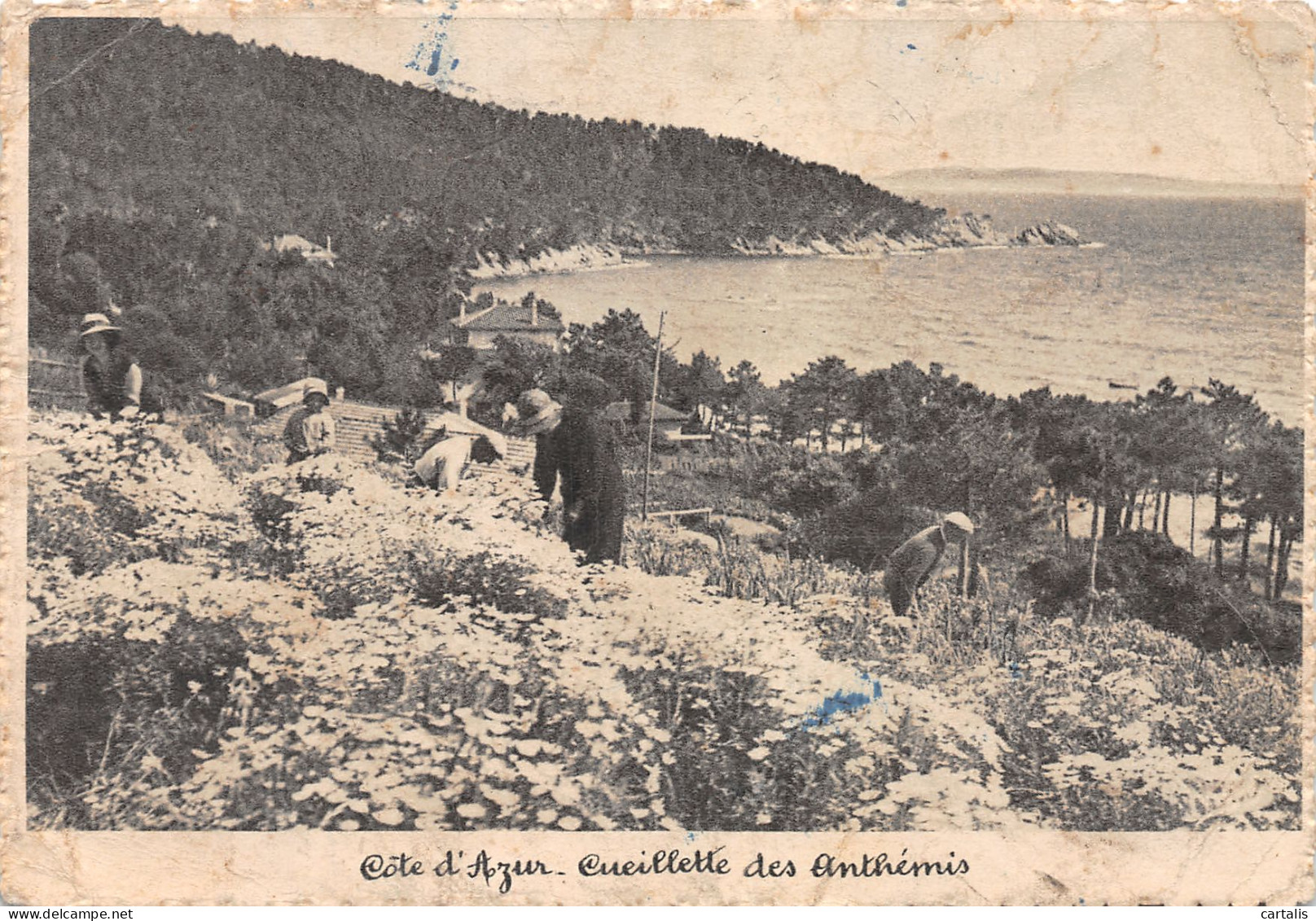 06-LA COTE D AZUR-N°4180-B/0125 - Other & Unclassified