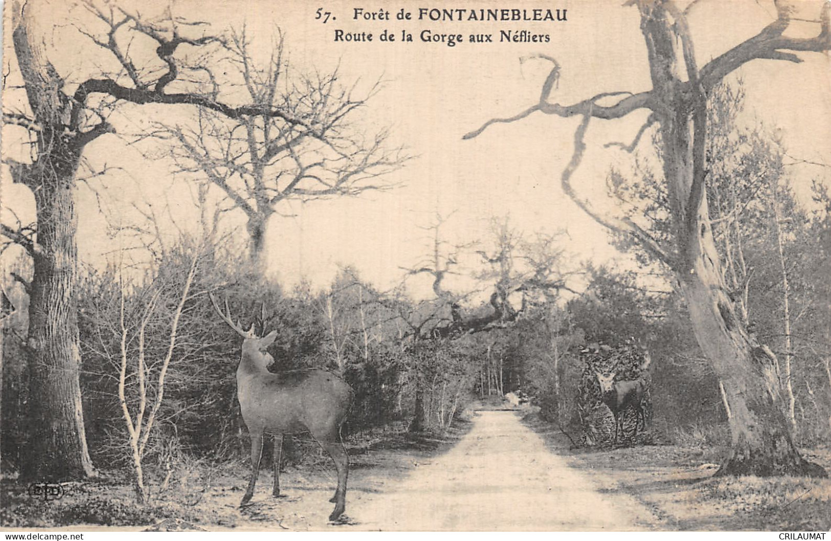 77-FONTAINEBLEAU LA FORET-N°LP5130-B/0033 - Fontainebleau