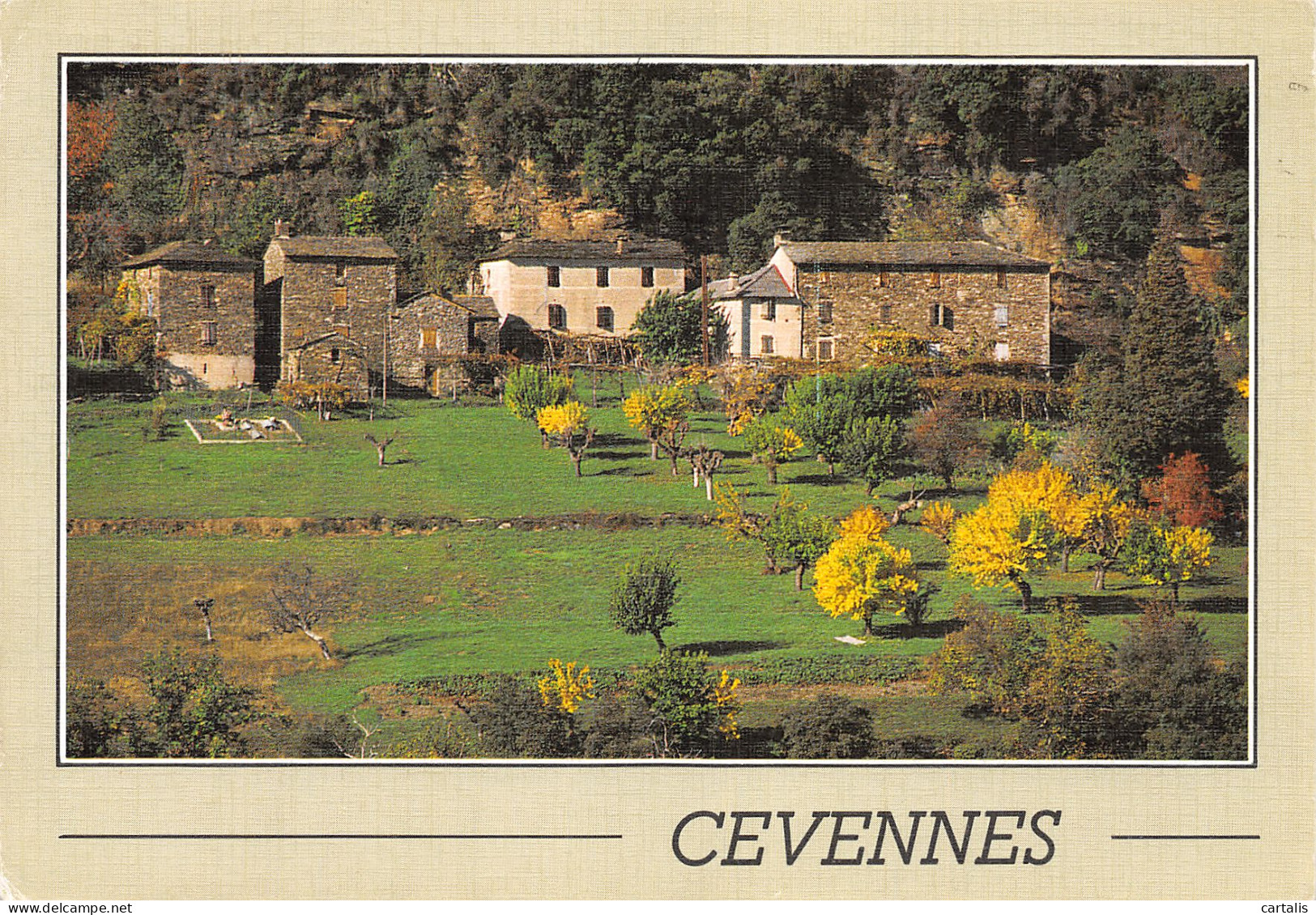 30-MASSIF DES CEVENNES-N°4183-D/0237 - Sonstige & Ohne Zuordnung