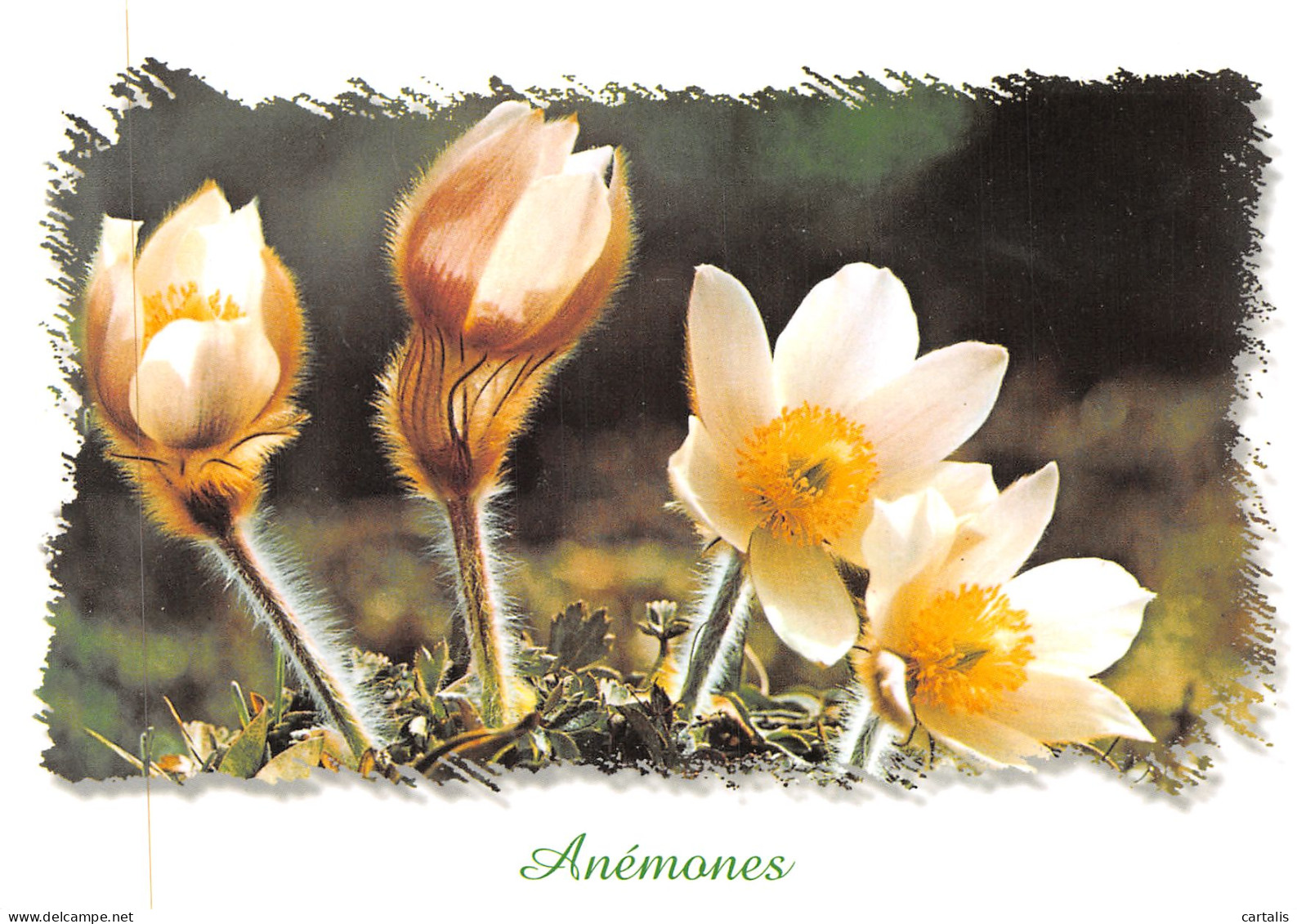 39-ANEMONES-N°4184-A/0065 - Altri & Non Classificati