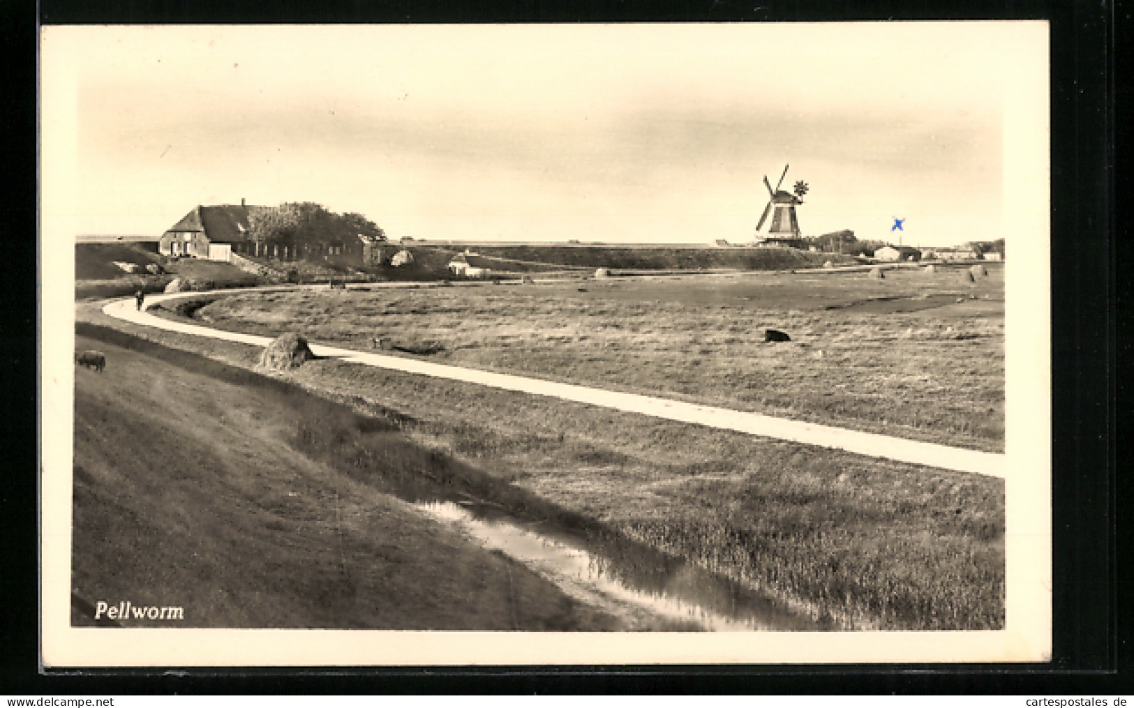 AK Pellworm, Blick Von Der Düne Zur Windmühle  - Autres & Non Classés