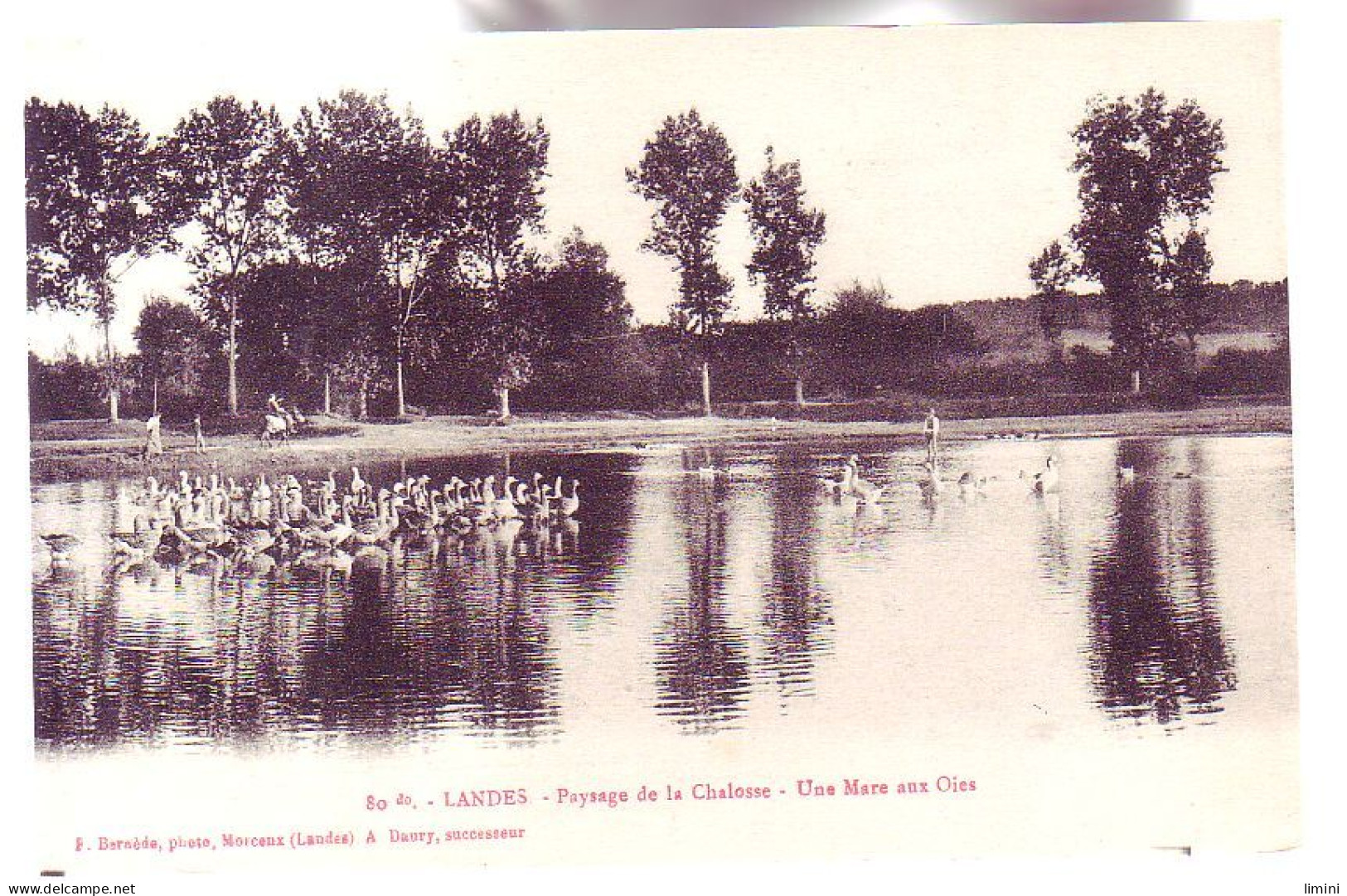 40 - LANDES - PAYSAGE De LACHALOSSE - Une MARE Aux OIES - ANIMÉE - - Autres & Non Classés