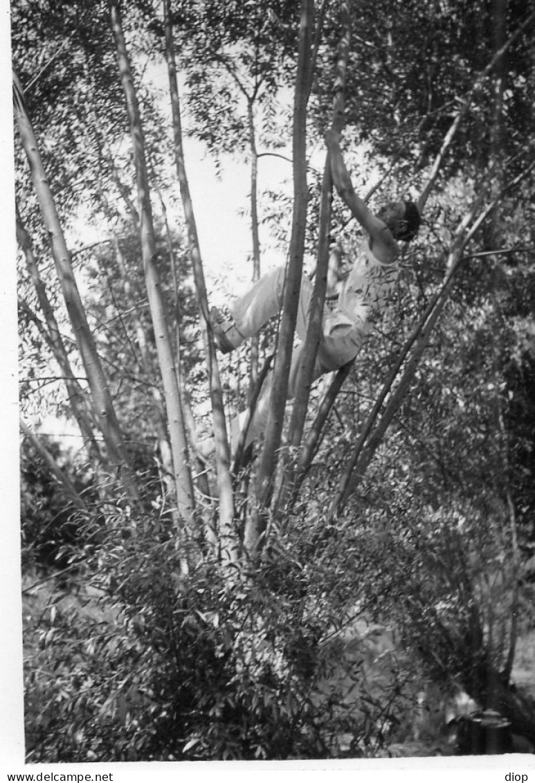 Photo Vintage Paris Snap Shop - Homme Men  Arbre Tree Perch&eacute; - Anonymous Persons