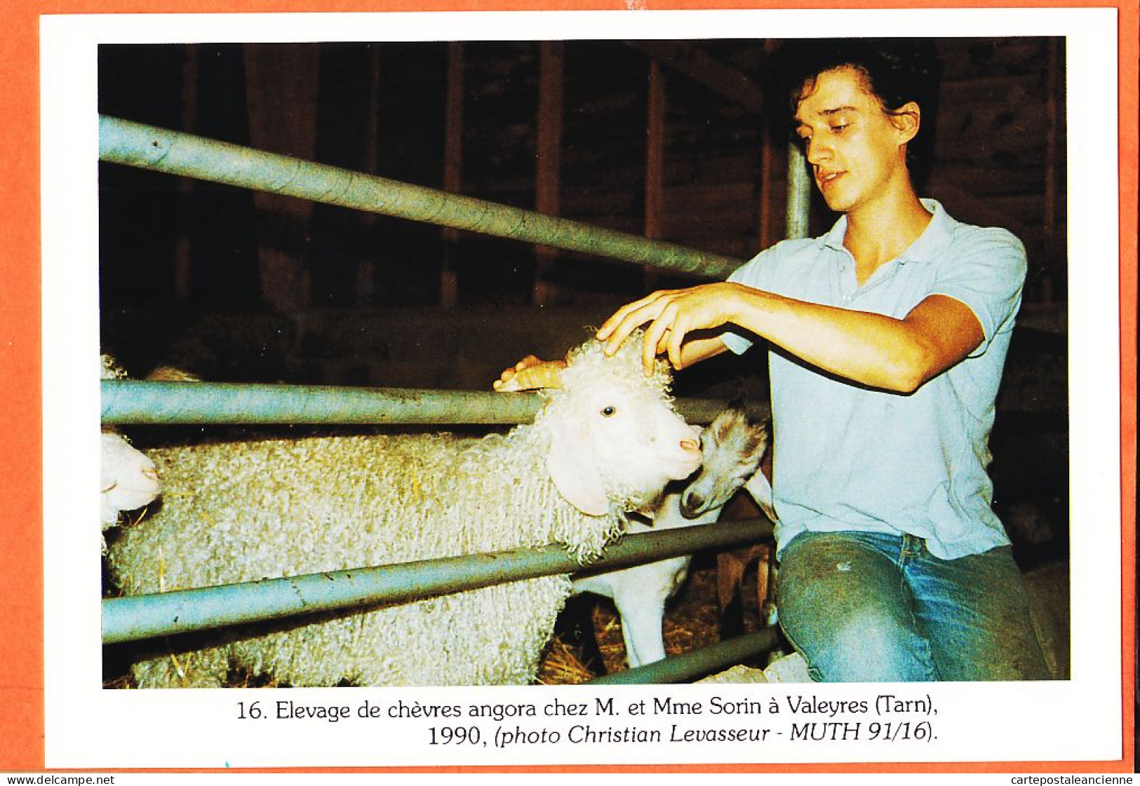 38885 / ⭐ VALEYRES 81-Tarn SORIN Elevage De Chèvres ANGORA 1990 Photo Christian LEVASSEUR MUTH 91/16 Tirage 300 Ex N°16 - Otros & Sin Clasificación