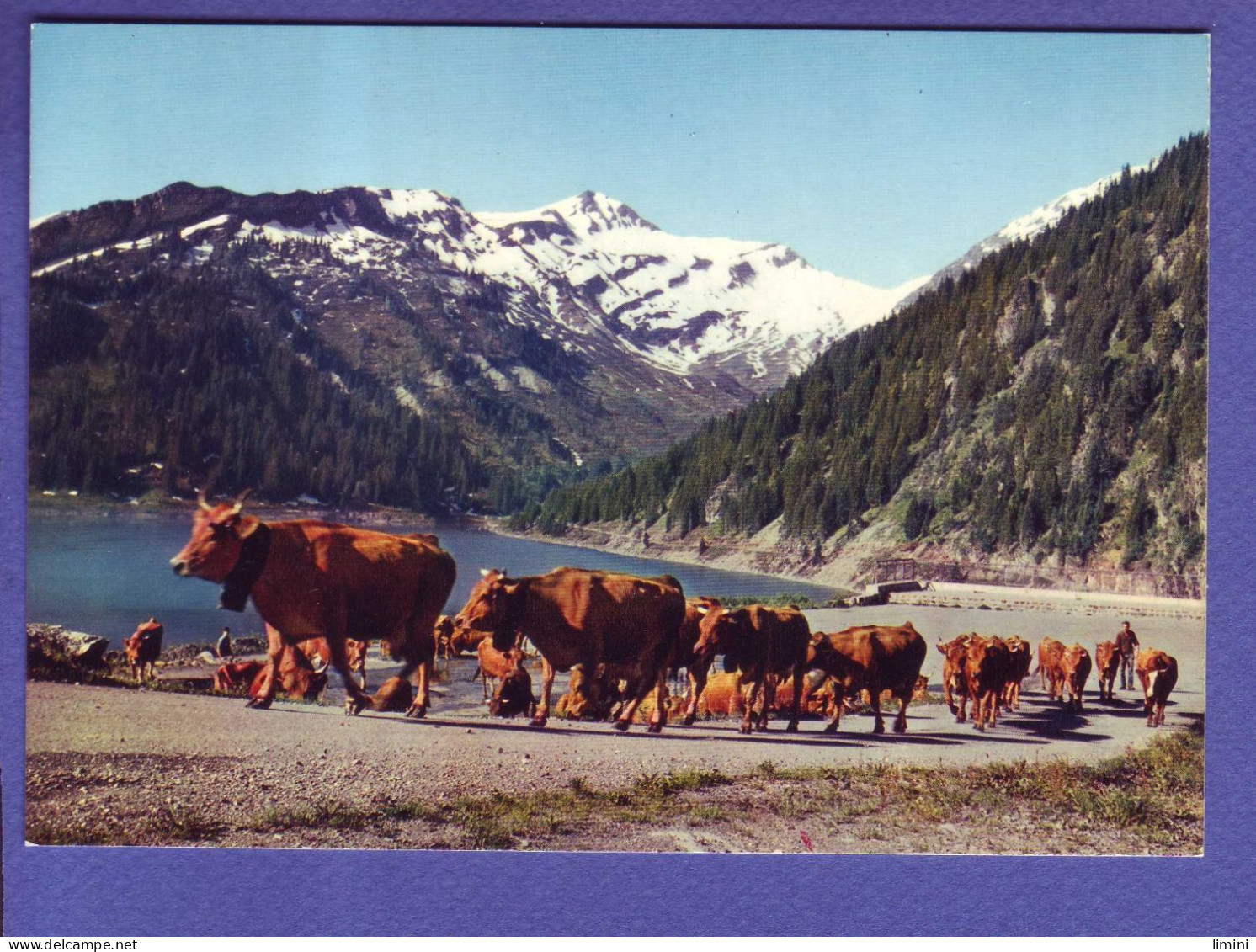 73 - LE BEAUFORTIN - LAC De SAINT GUÉRIN Et La POINTE De RION - VACHE EN TRANSHUMANCE -  - Andere & Zonder Classificatie