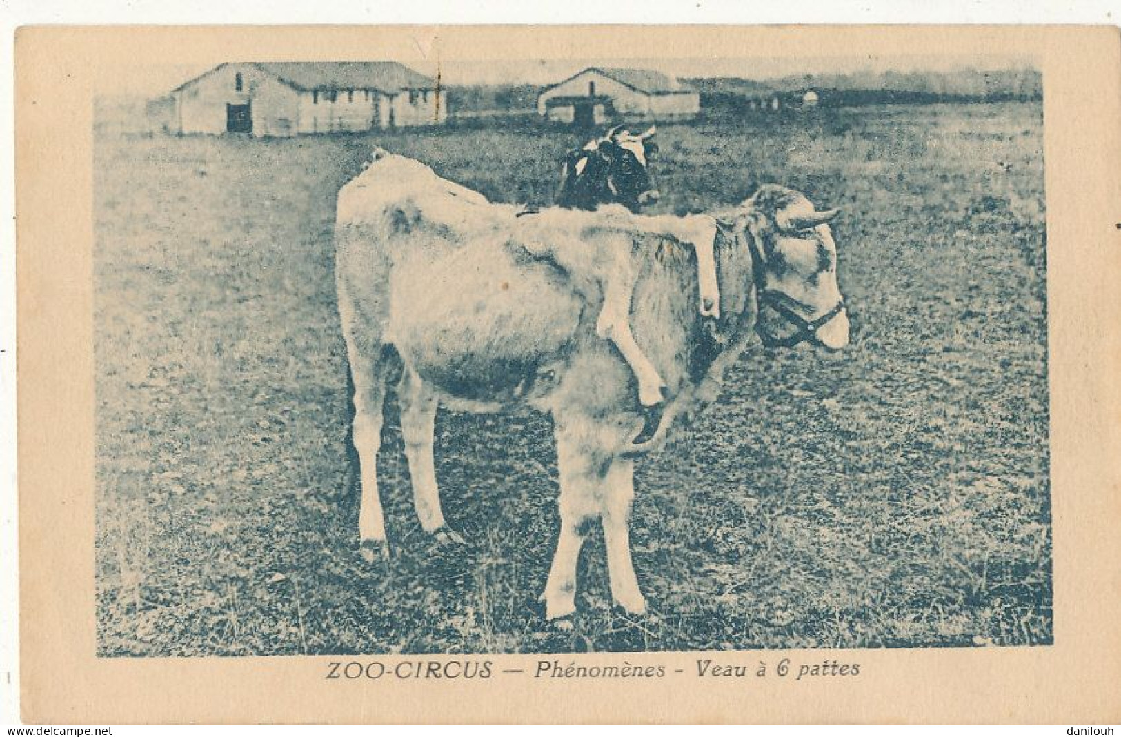 ZOO CIRCUS   Phénomènes  VEAU A SIX PATTES - Sonstige & Ohne Zuordnung