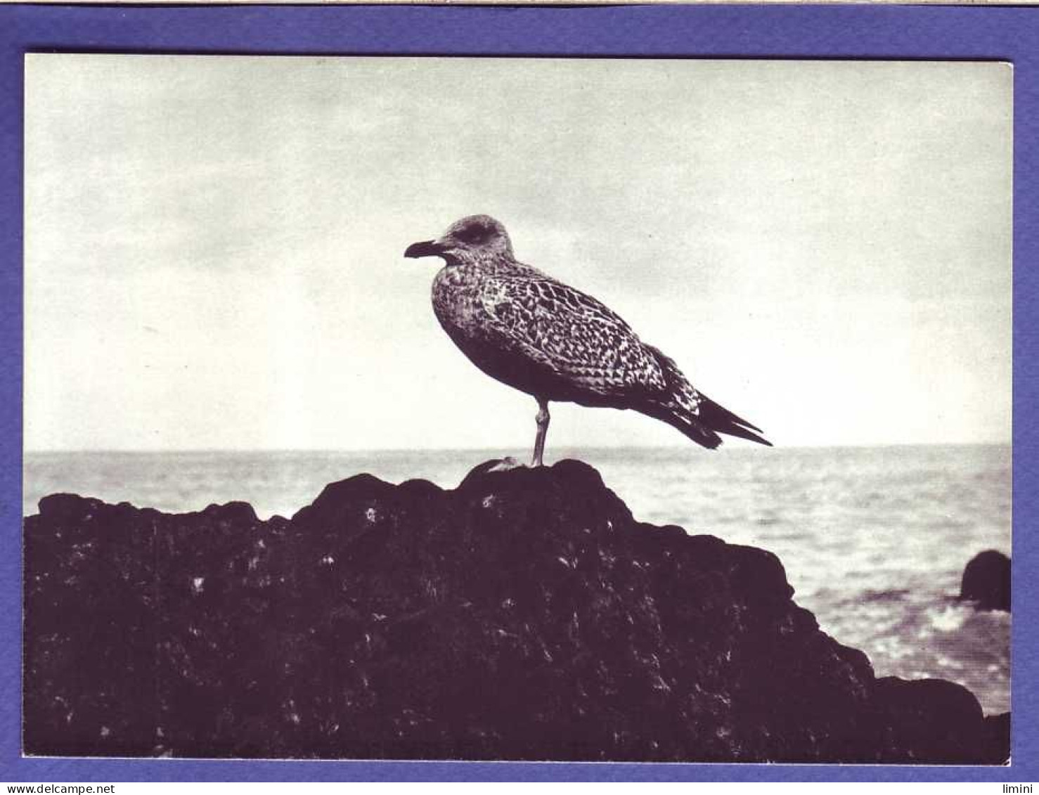 OISEAUX De MER -  - Oiseaux