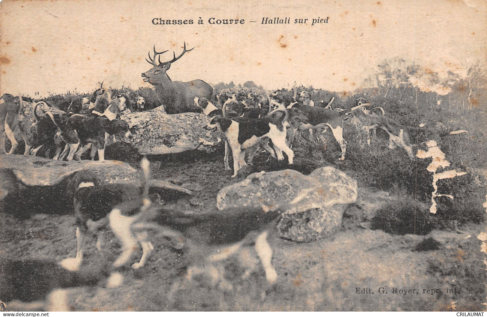 TH-CHASSES A COURRE HALLALI SUR PIED-N°5138-B/0365 - Hunting