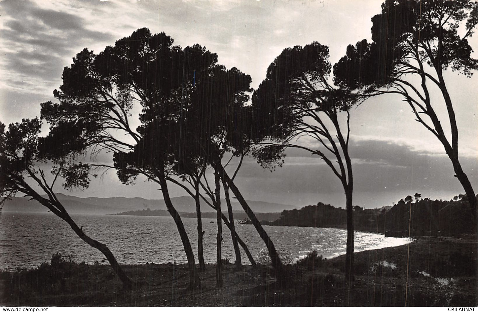 06-LA COTE D AZUR LES PINS PARASOLS-N°5138-C/0325 - Sonstige & Ohne Zuordnung