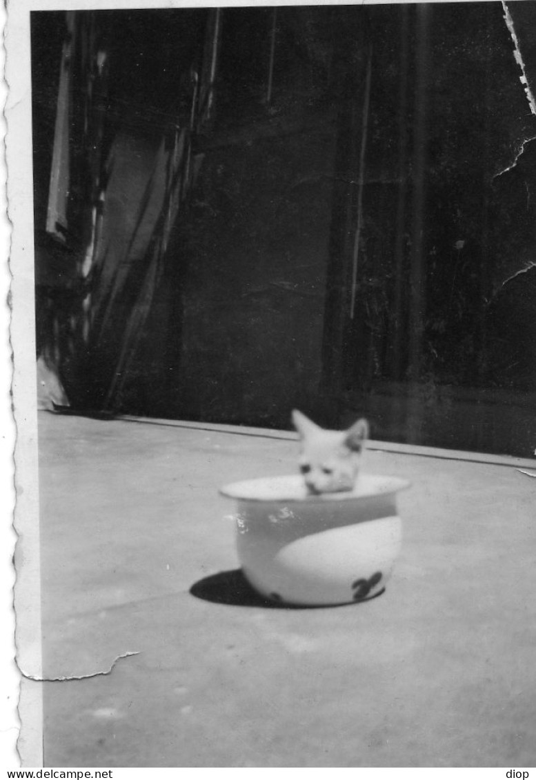 Photo Vintage Paris Snap Shop -chaton Kitten  - Other & Unclassified