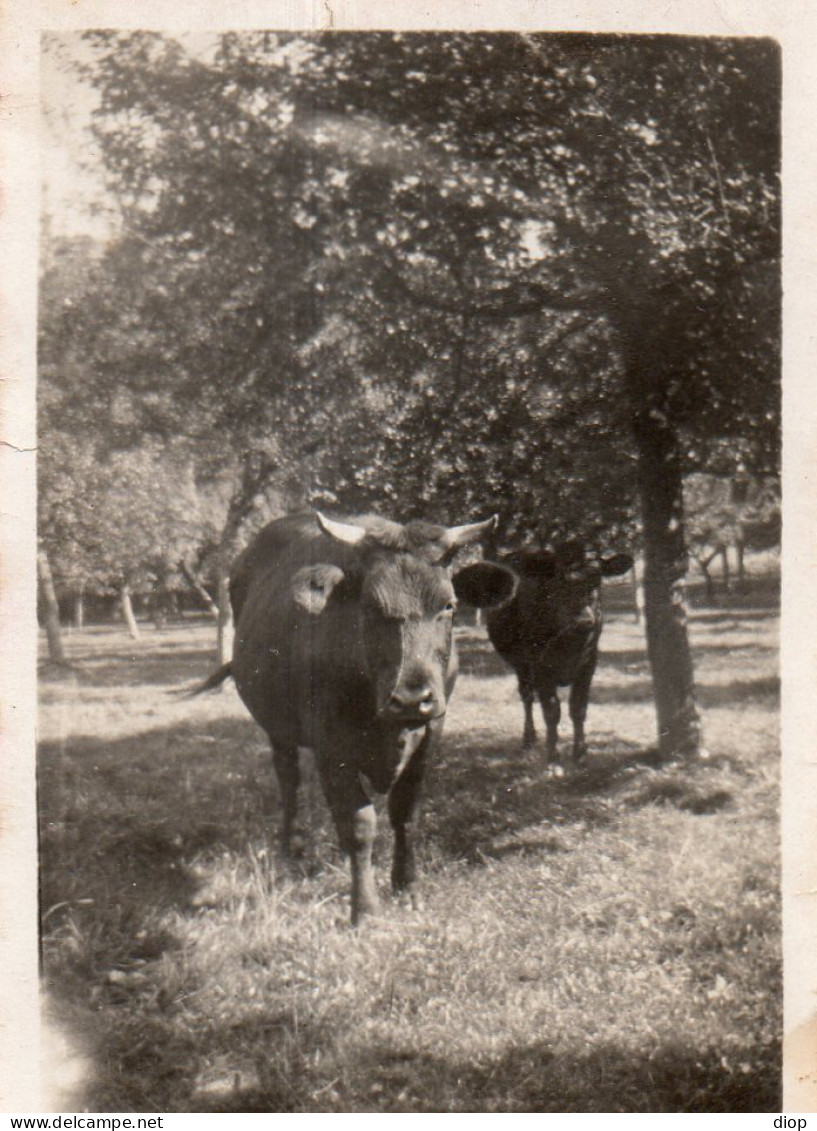 Photo Vintage Paris Snap Shop - Le Taureau Sauvage For&ecirc;t - Autres & Non Classés