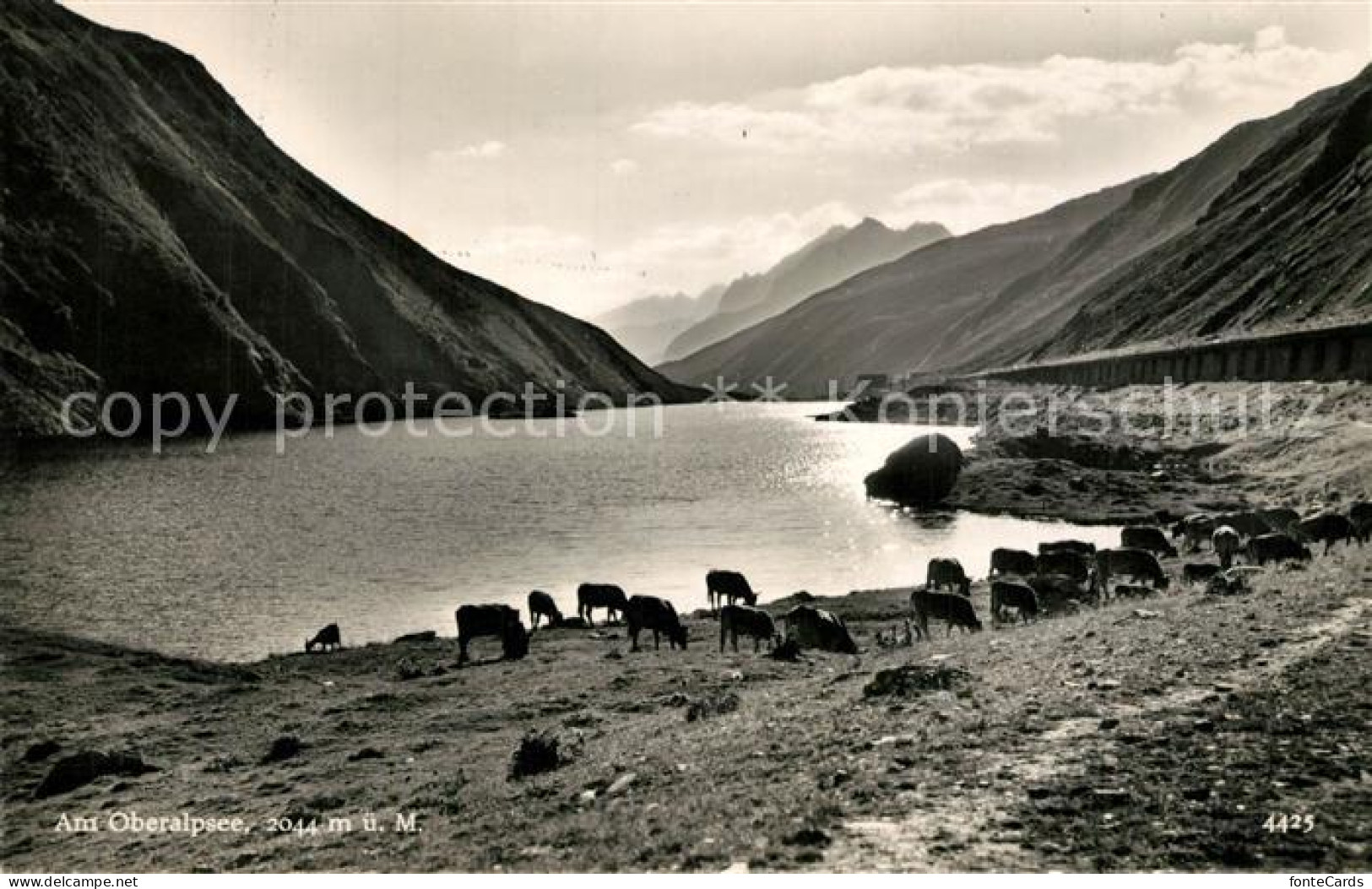 13305679 Oberalpsee Kuehe  Oberalpsee - Sonstige & Ohne Zuordnung