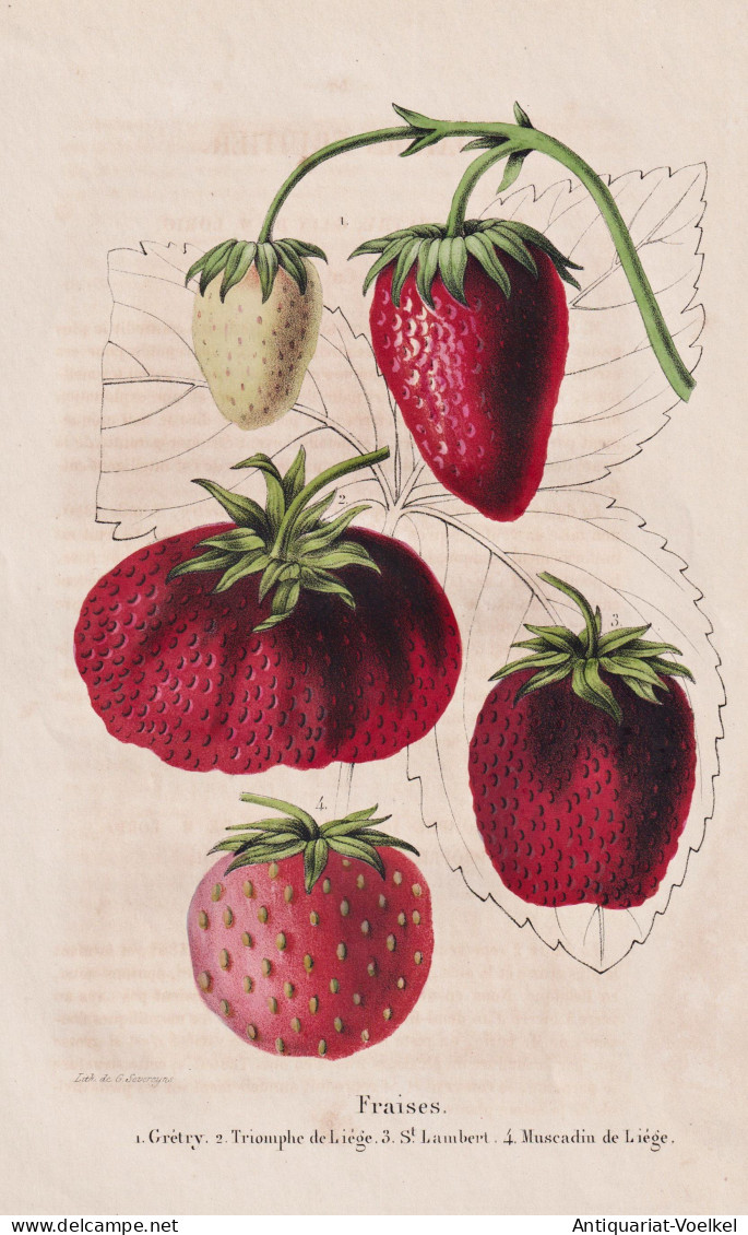 Fraises - Gretry - Triomphe De Liege - St. Lambert - Muscadin De Liege - Erdbeere Erdbeeren Strawberry Strawbe - Prints & Engravings