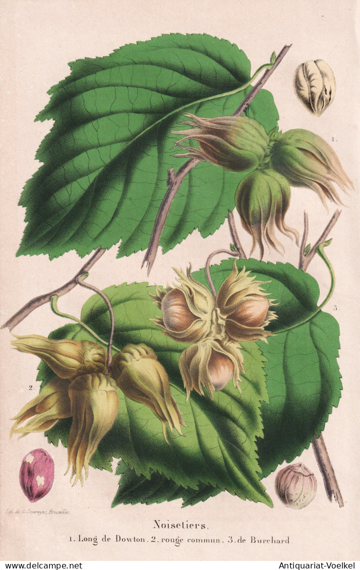 Noisetiers - Long De Dowton - Rouge Commun - De Burchard - Hazelnut Hasel Haselnuss Nuss Nut / Flower Blume Fl - Prenten & Gravure