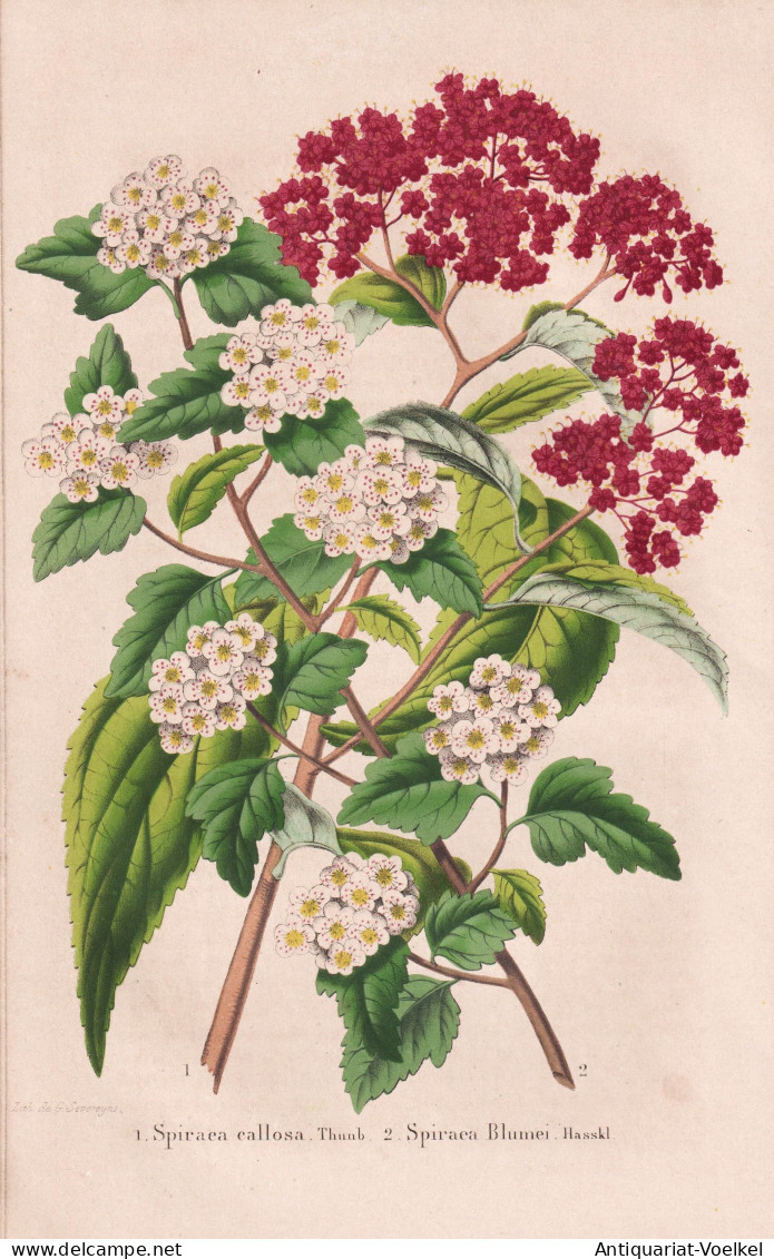 Spiraea Callosa - Spirea Blumei - Japan / Spiere Spirea Meadowsweets Steeplebushes / Flower Blume Flowers Blum - Stiche & Gravuren