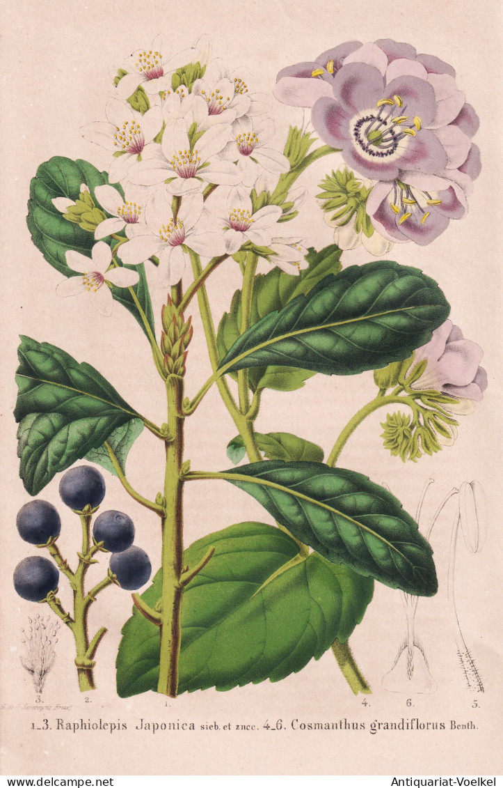Raphiolepis Japonica - Cosmanthus Grandiflorus - Japan / Weißdolde / California Kalifornien / Duftblüte / Fl - Prints & Engravings
