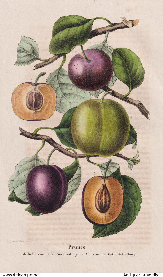Prunes - De Belle Vue - Victoire Gahoye - Souvenir De Mathilda Gathoye - Prunus Pflaume Plum Pflaumen Plums / - Prints & Engravings