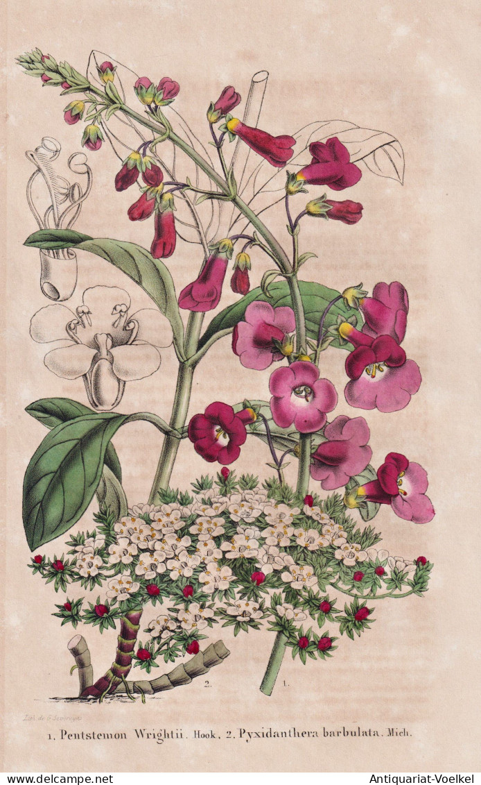 Pentstemon Wrightii - Pyxidanthera Barbulata - Texas / New Jersey Virginia South Carolina / Flower Blume Flowe - Estampas & Grabados