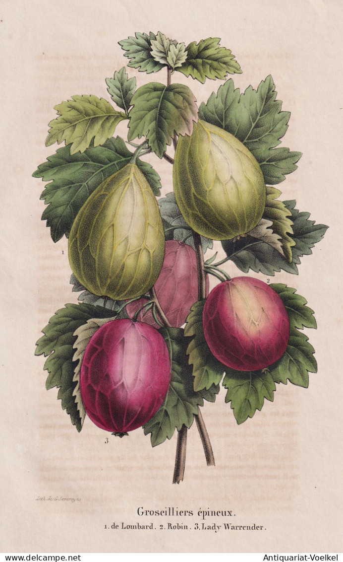 Groseiliers Epineux - De Lombard - Robin - Lady Warrender - Stachelbeere Gooseberry Beere Berry / Obst Fruit / - Prenten & Gravure